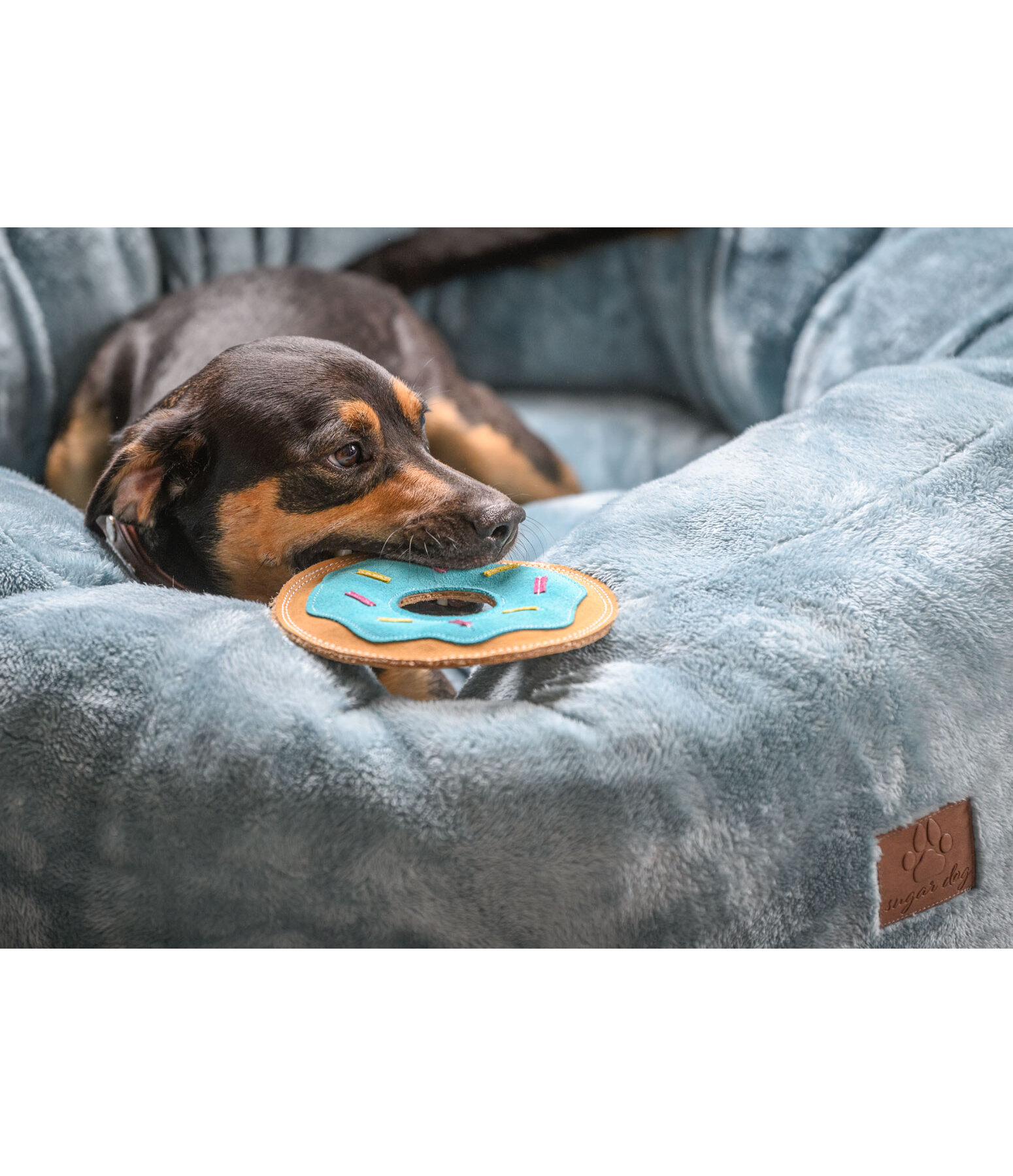 lederen honden frisbee Donut