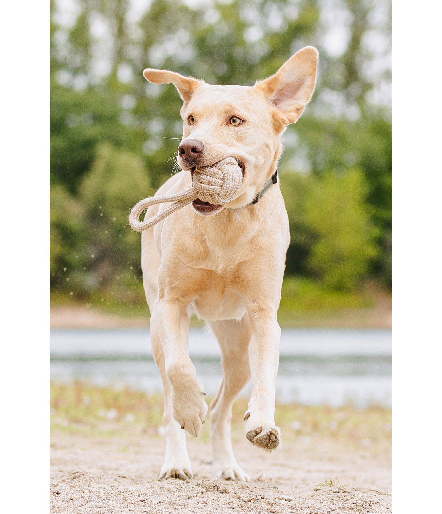 dauwspeeltje Jack voor honden