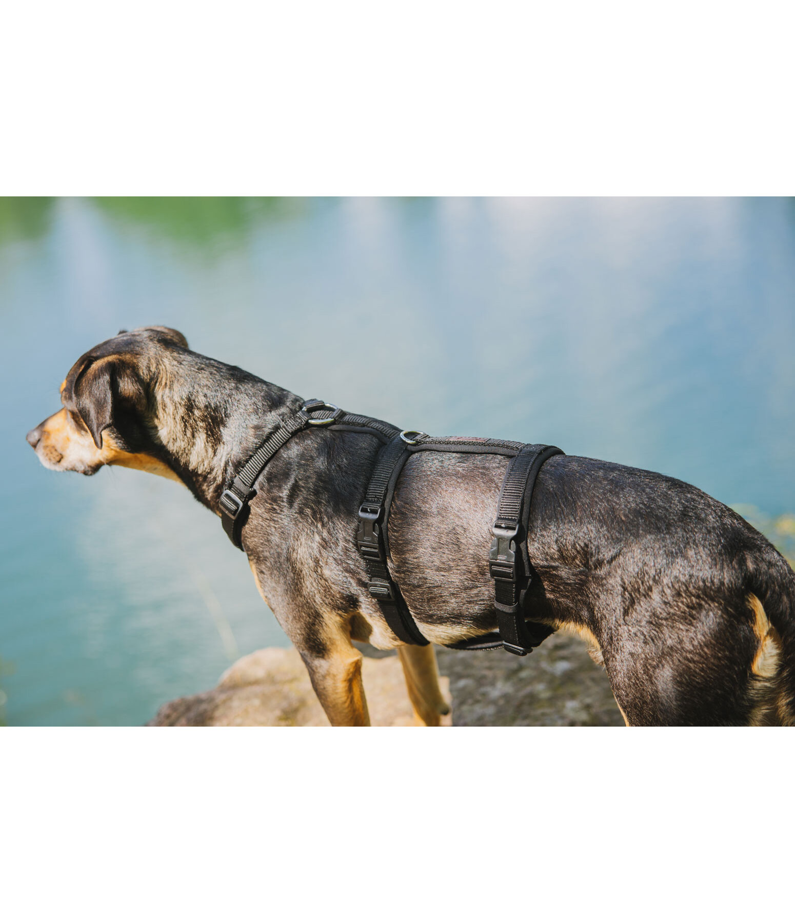 veiligheidstuig Irmi voor honden