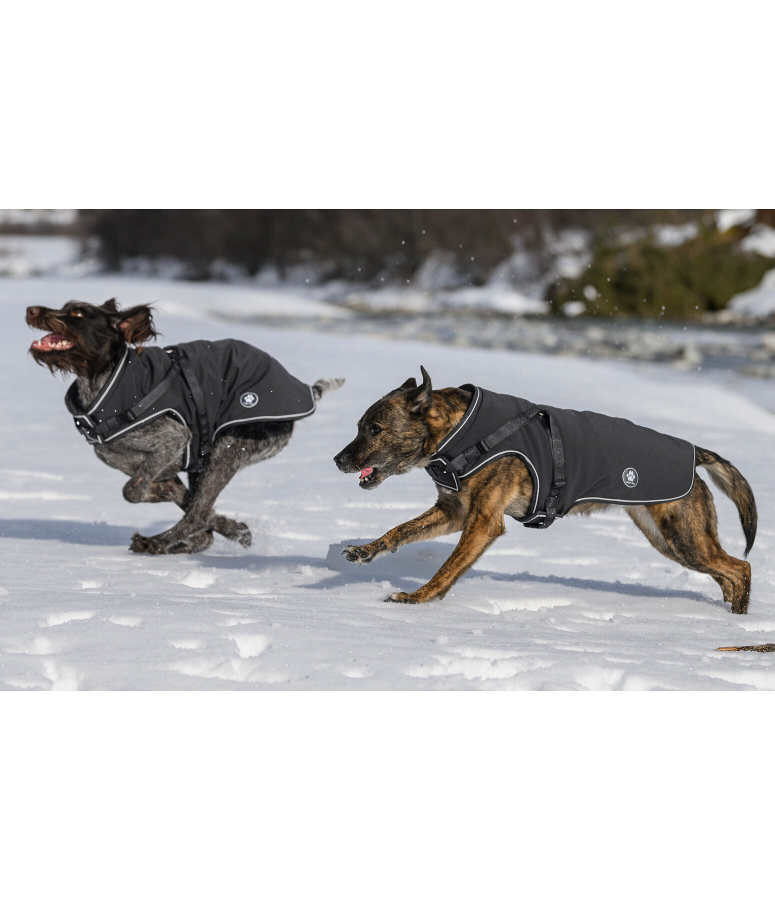 softshell hondenjas Cruz met ge�ntegreerd tuigje, 160 g