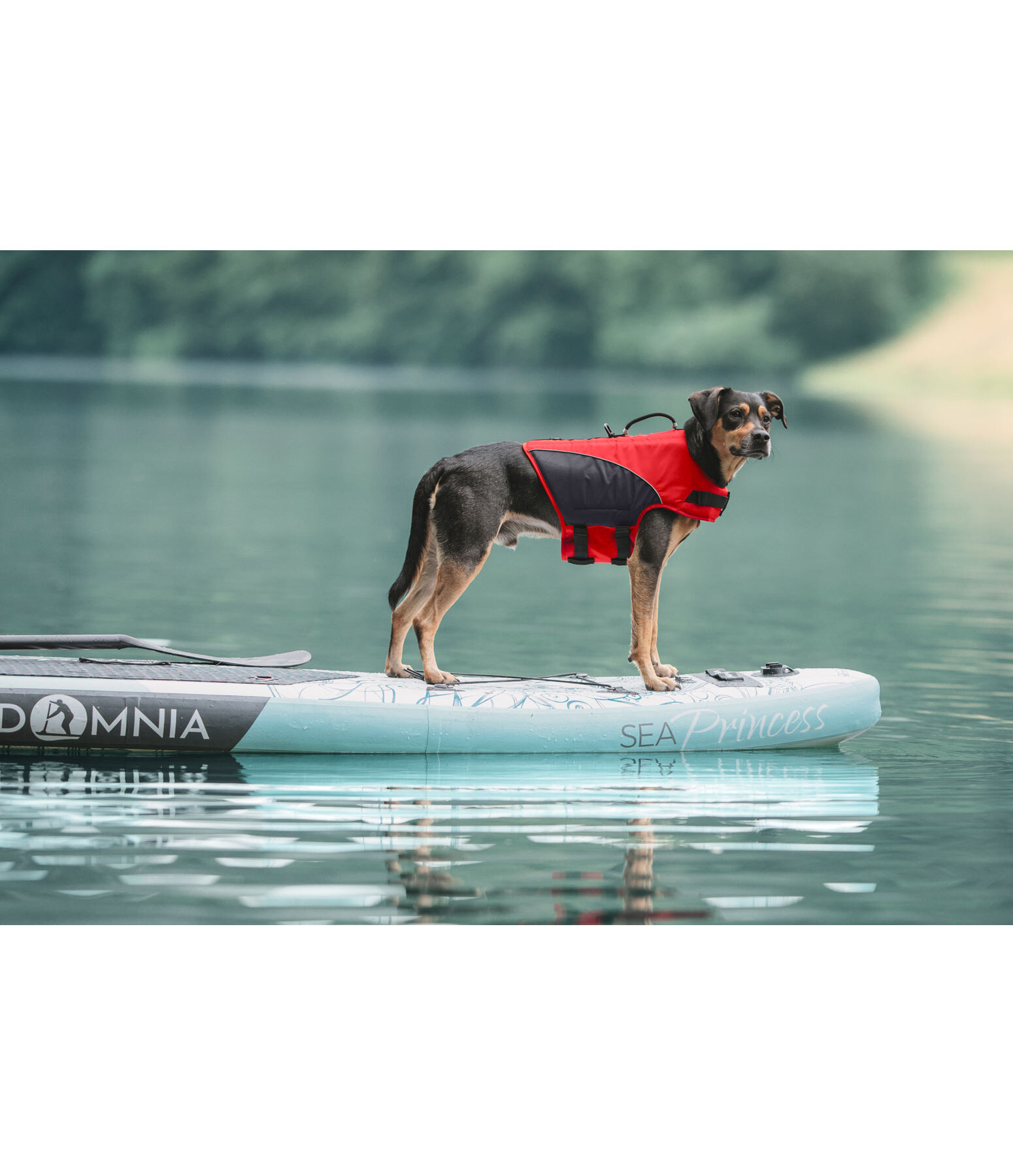 hondenzwemvest Life Guard