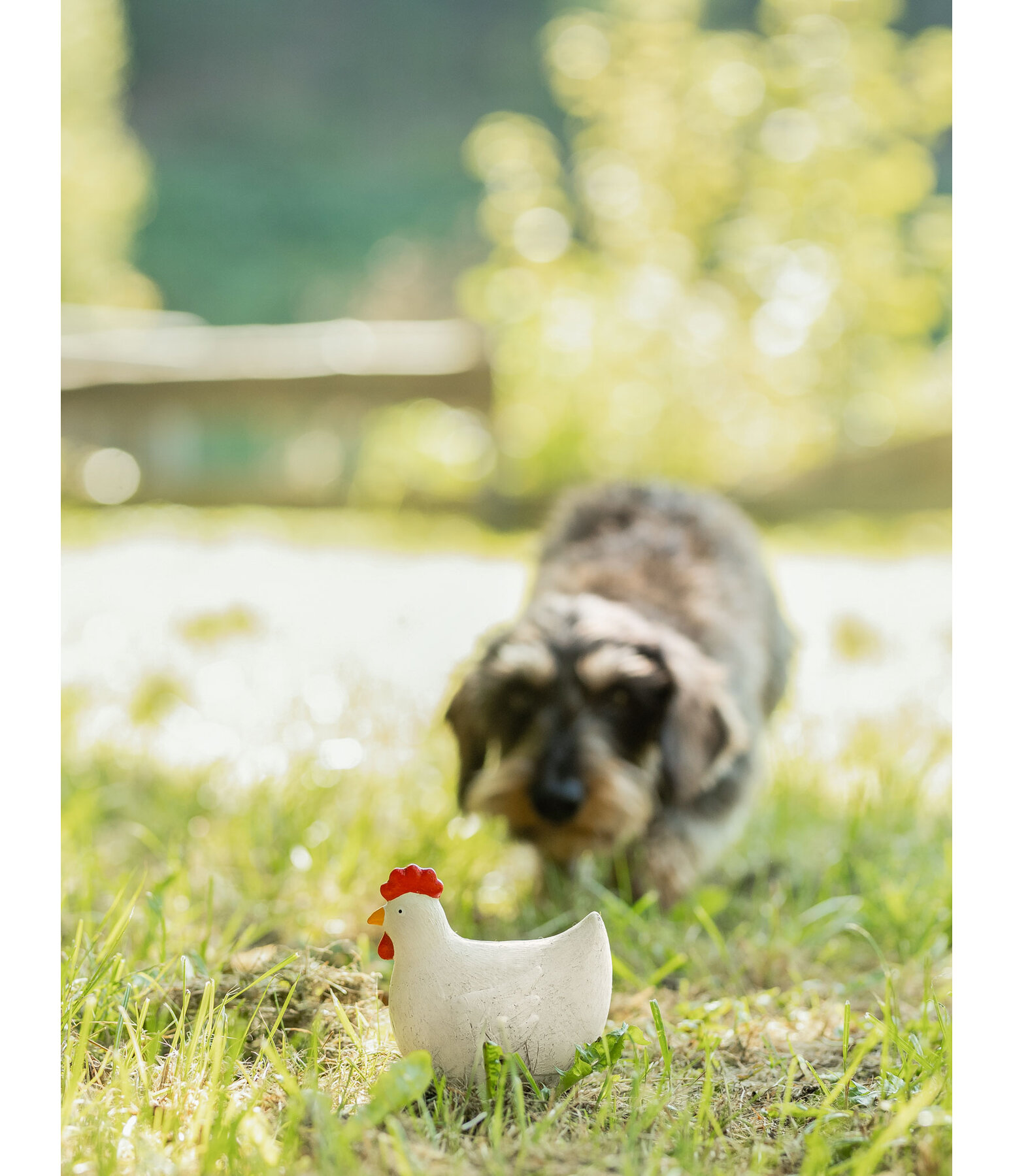 piepspeeltje Chicken voor honden