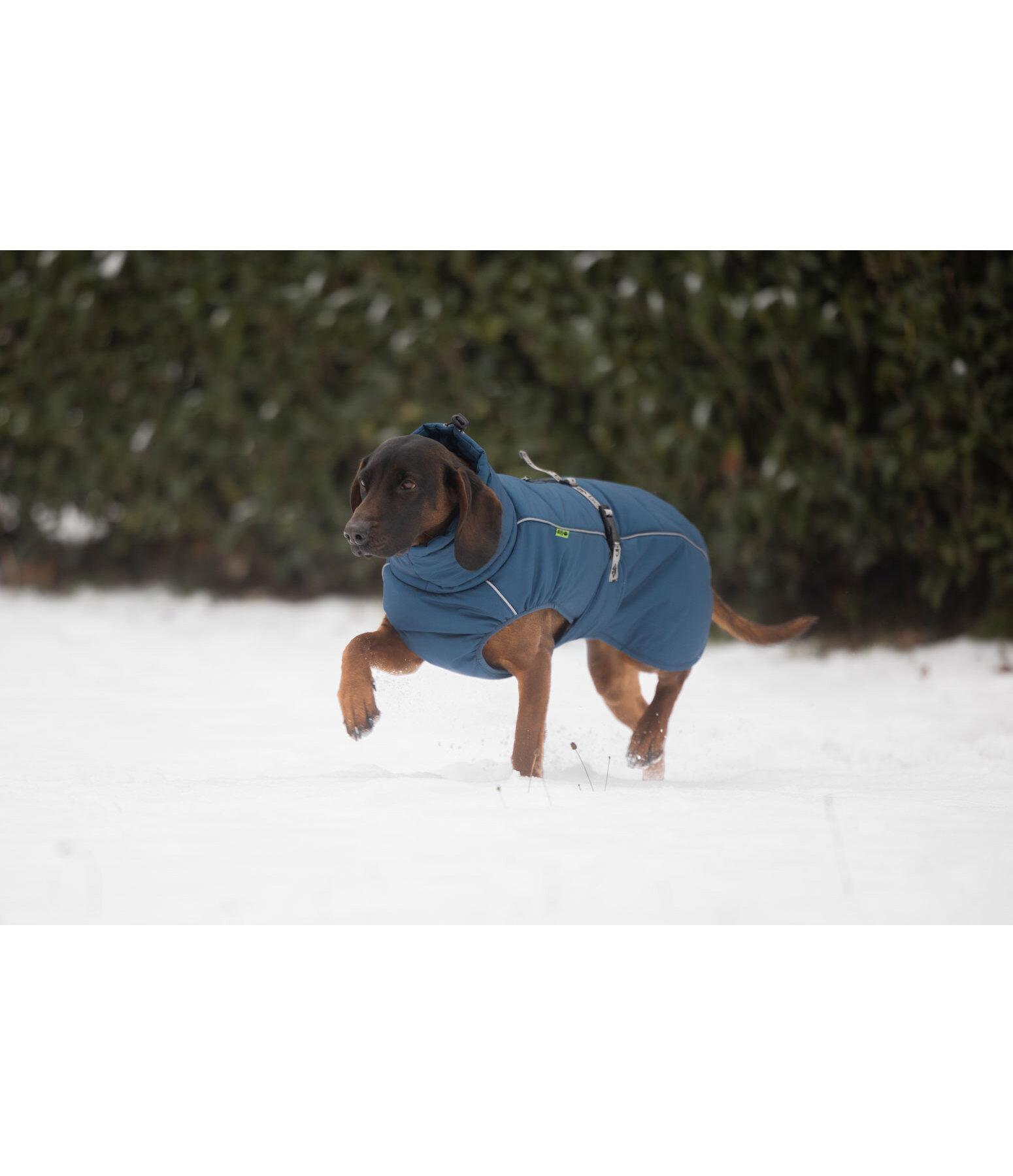 Winter-hondenmantel Marlon, 200-300 g