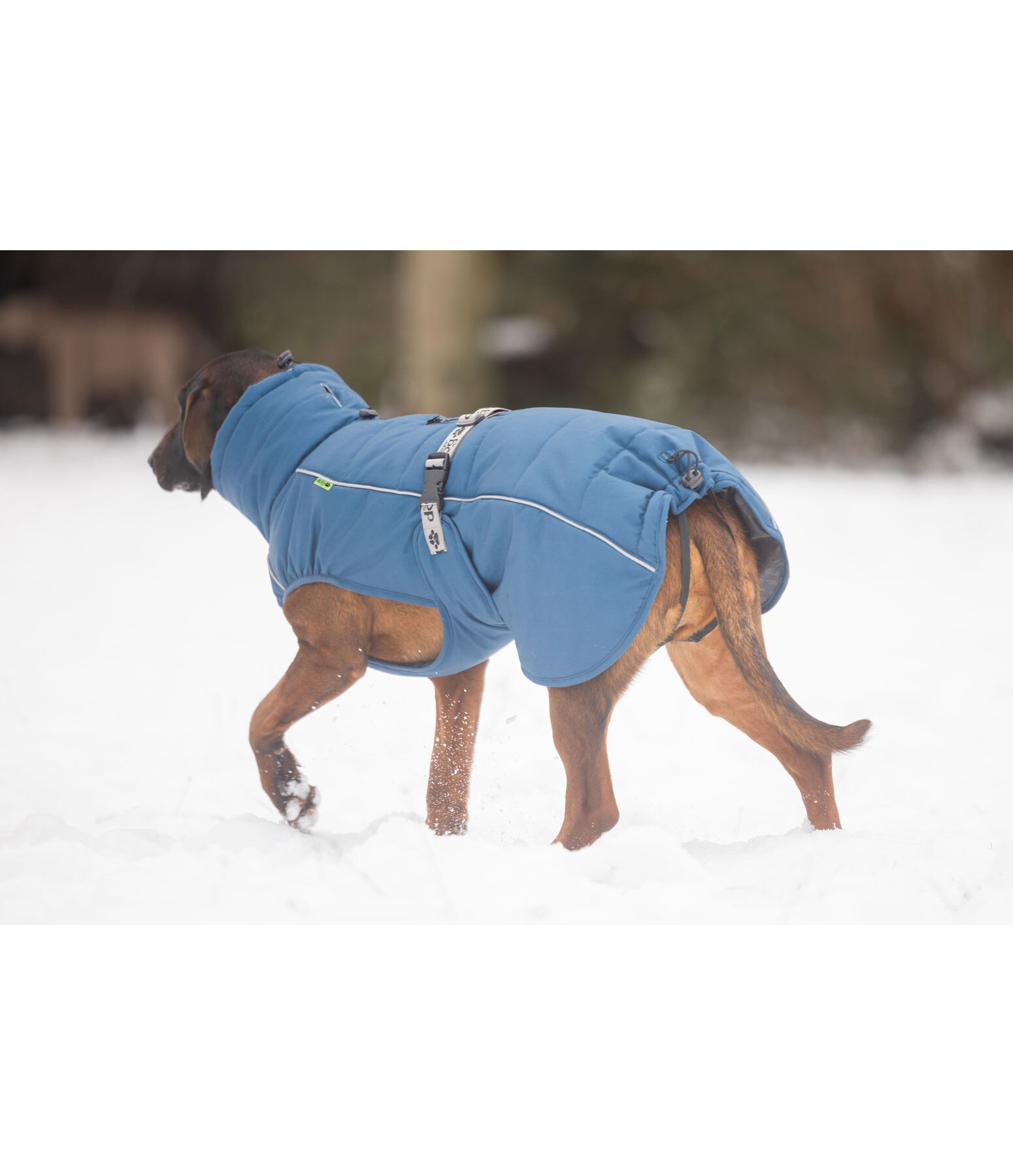 Winter-hondenmantel Marlon, 200-300 g
