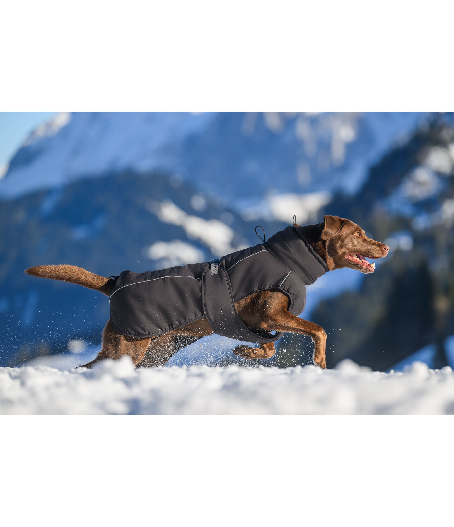 Winter-hondenmantel Marlon, 200-300 g