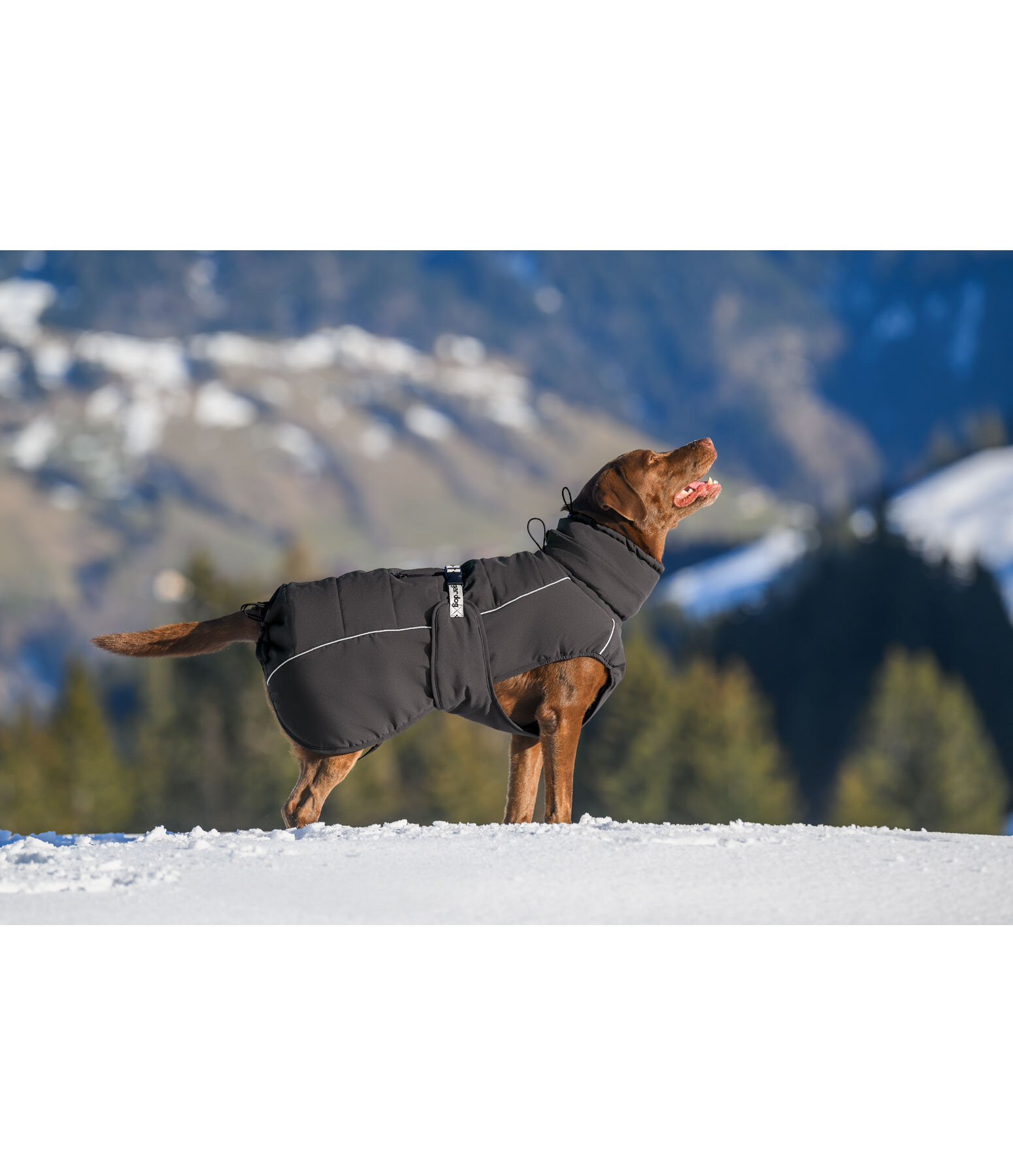 Winter-hondenmantel Marlon, 200-300 g
