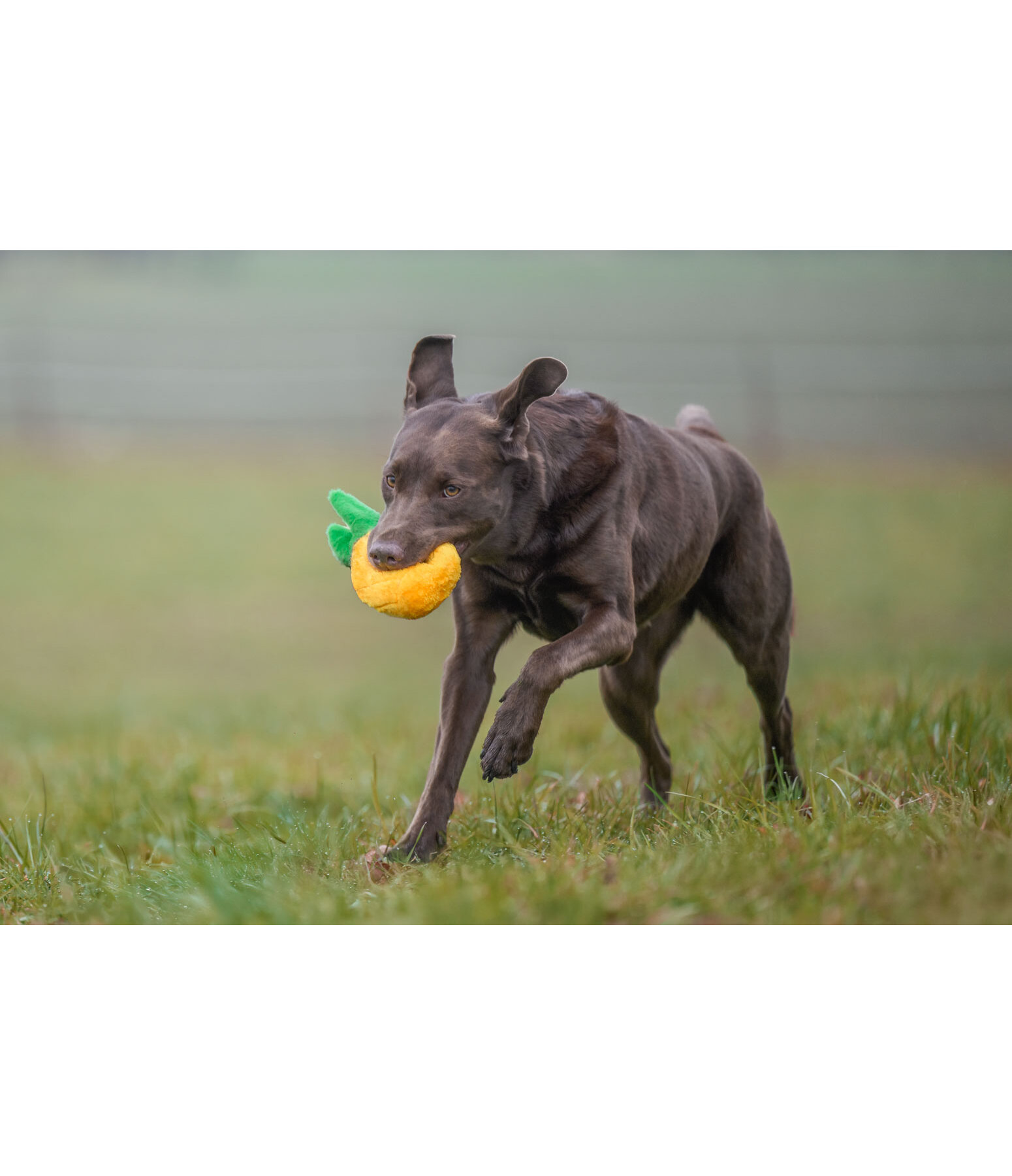 Sugar dog hondenspeeltje Pineapple