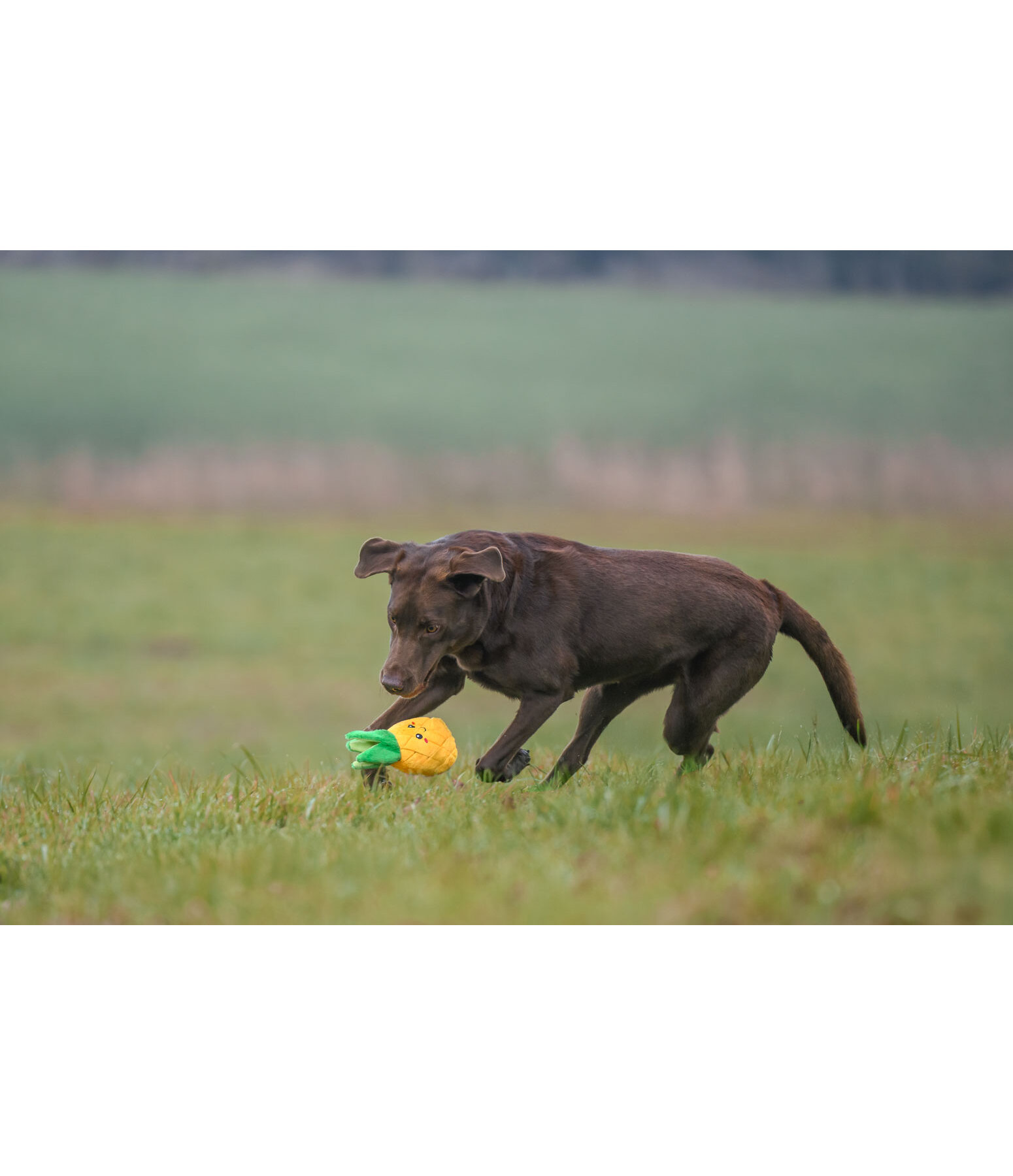 Sugar dog hondenspeeltje Pineapple
