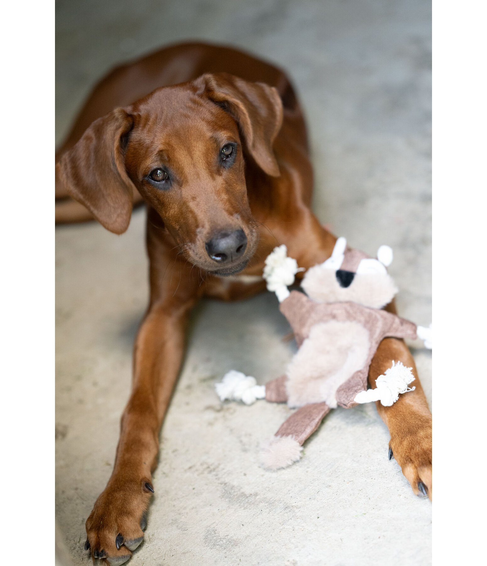 hondenspeelgoed eekhoorn