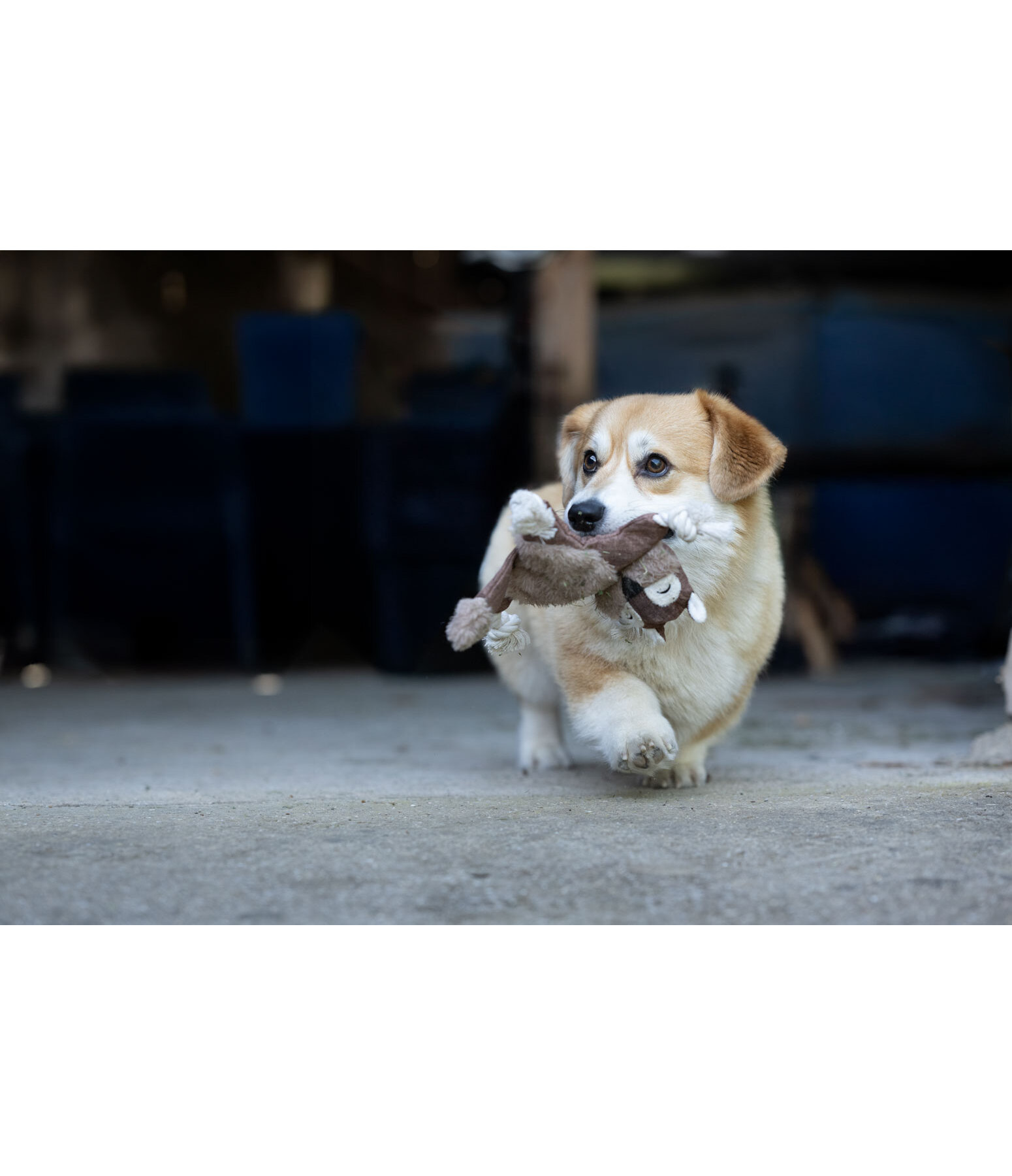 hondenspeelgoed eekhoorn