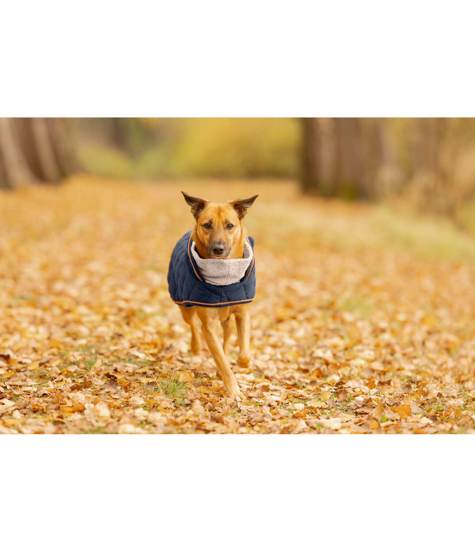 gewatteerde hondenmantel met teddyfleece voering Holly