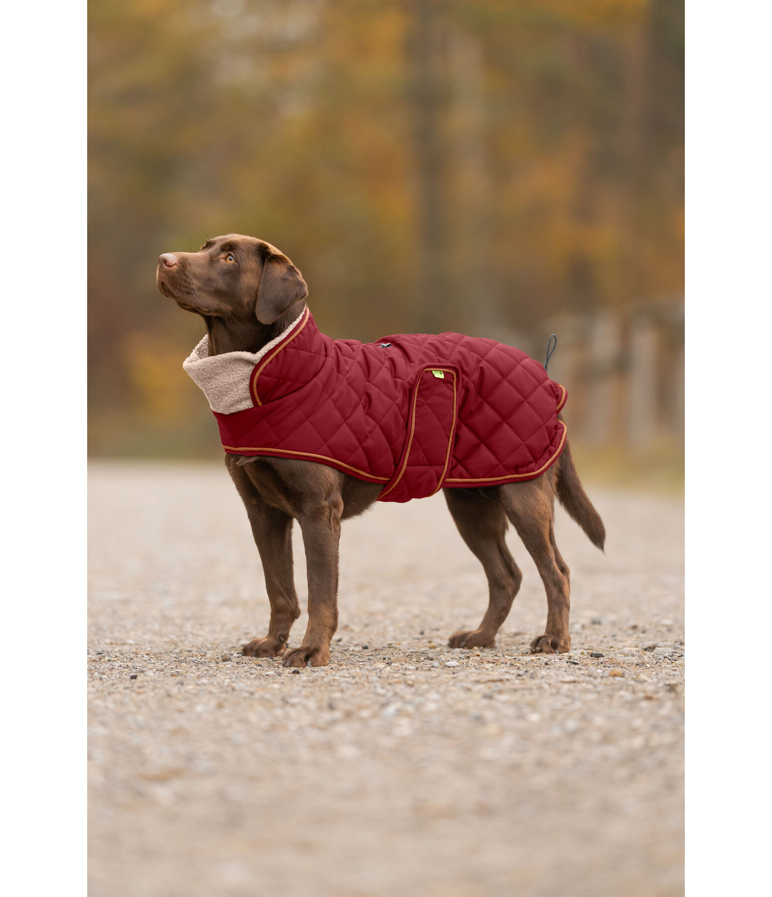 gewatteerde hondenmantel met teddyfleece voering Holly
