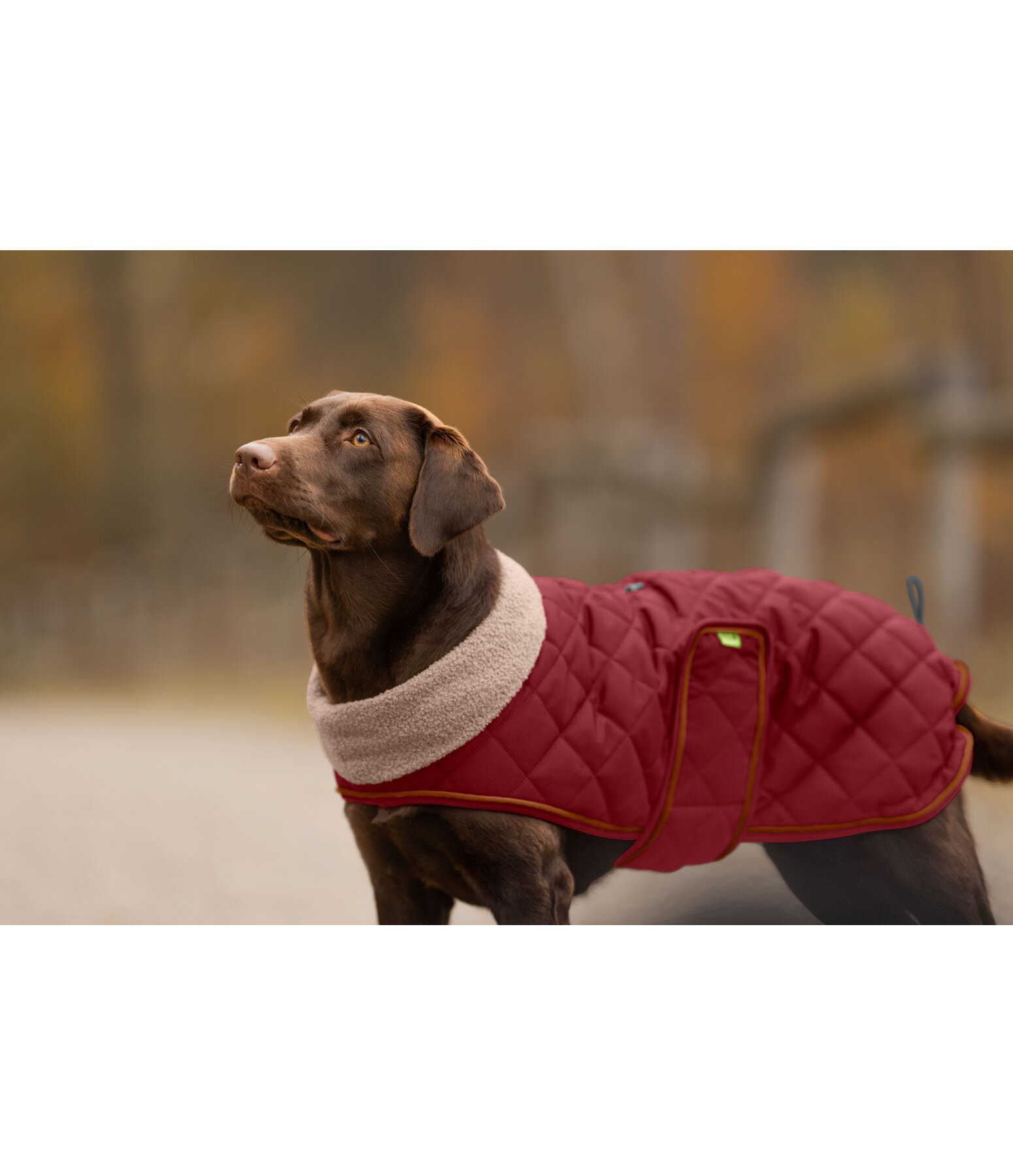 gewatteerde hondenmantel met teddyfleece voering Holly