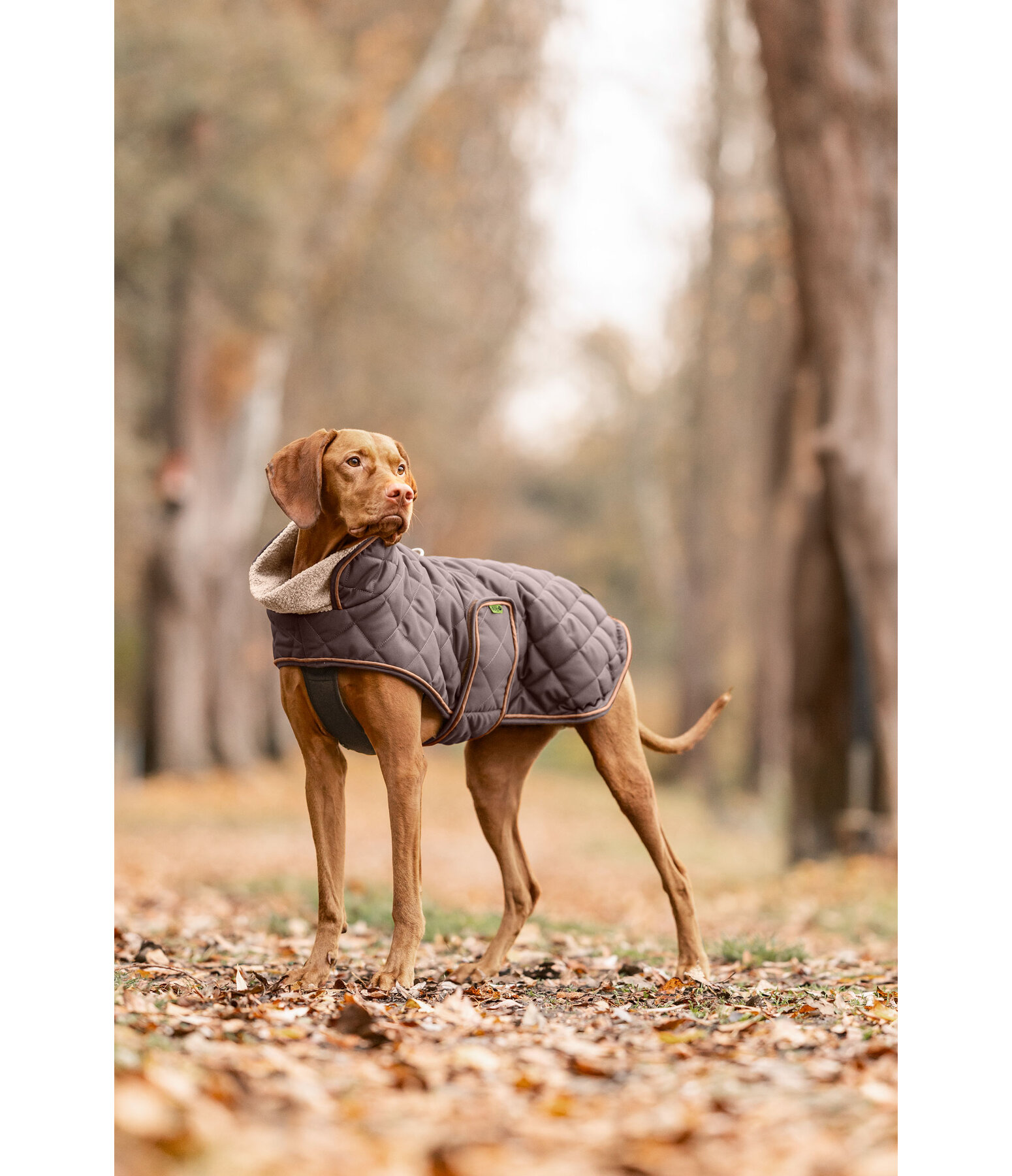gewatteerde hondenmantel met teddyfleece voering Holly