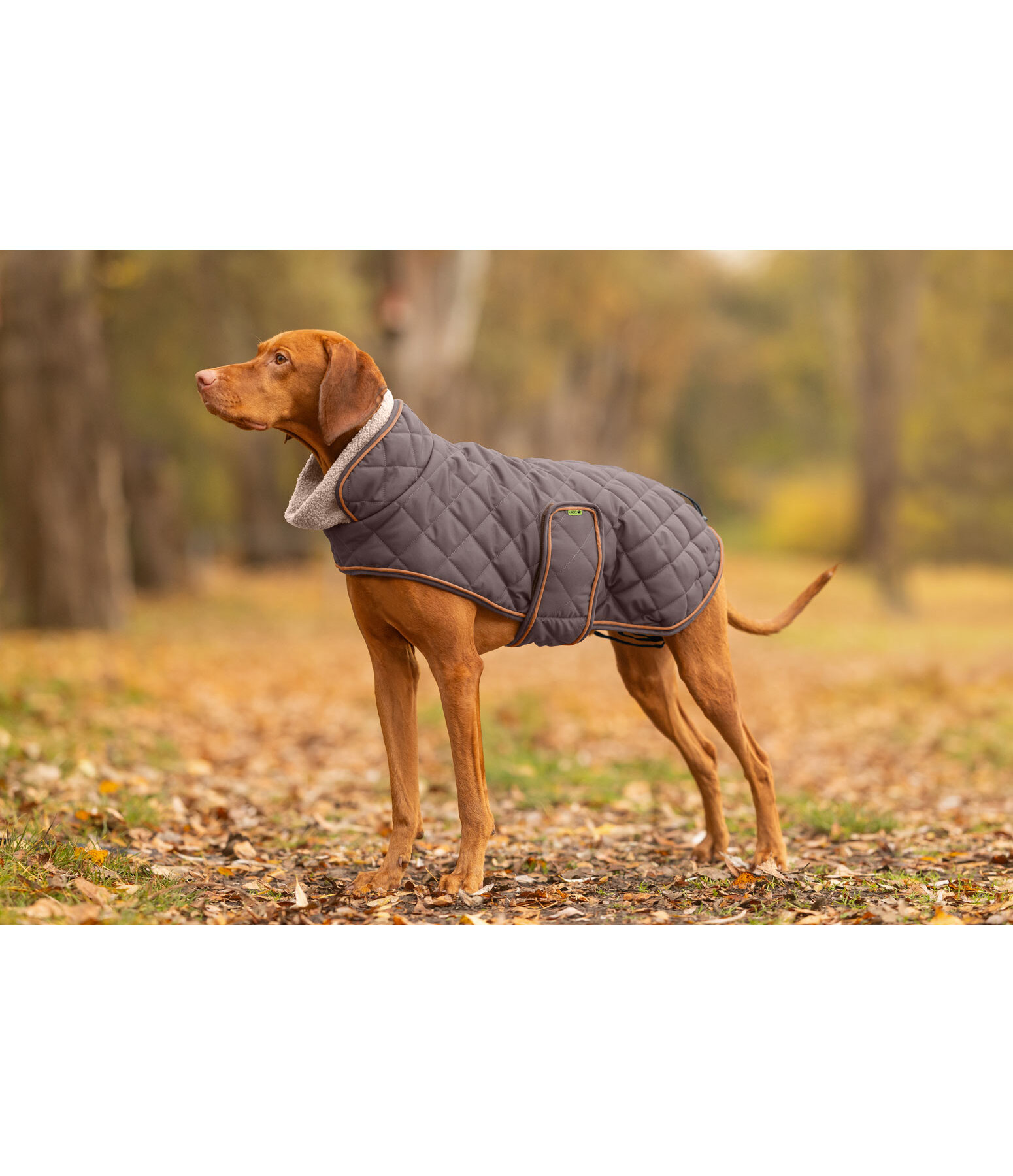 gewatteerde hondenmantel met teddyfleece voering Holly