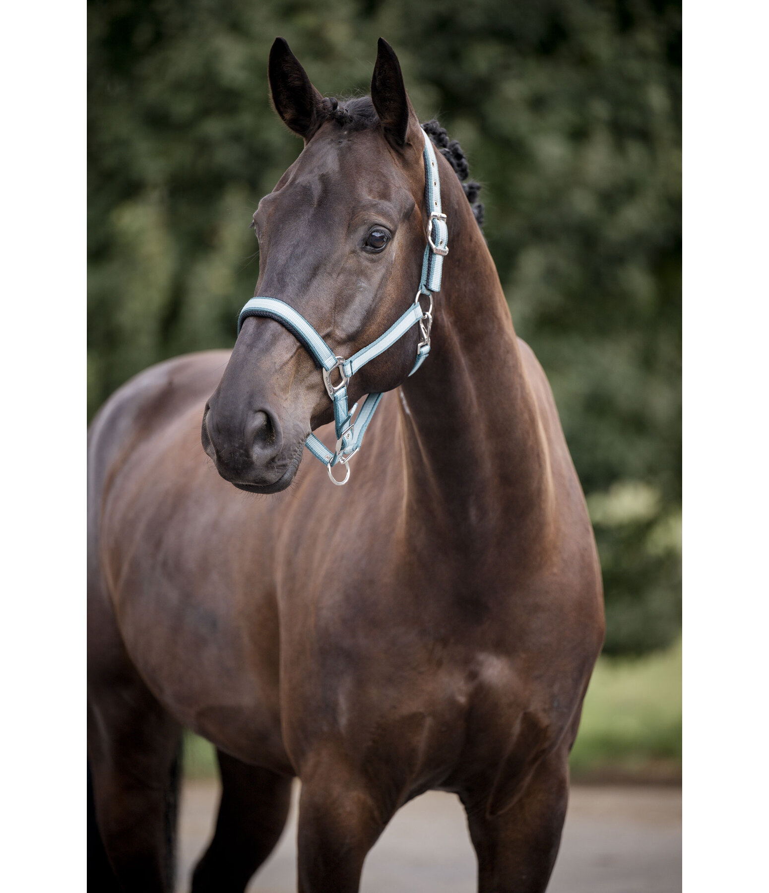 halster Swiss Design II