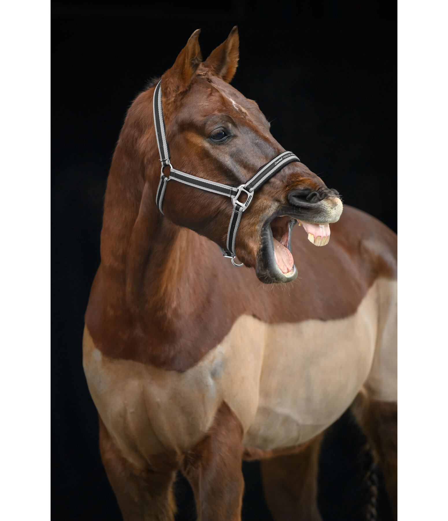 halster Essential II