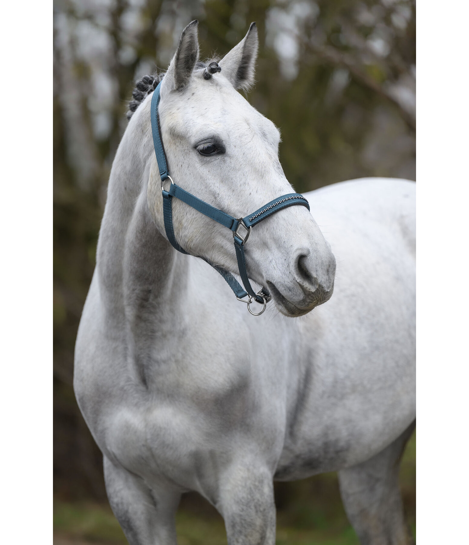 halster Twinkle