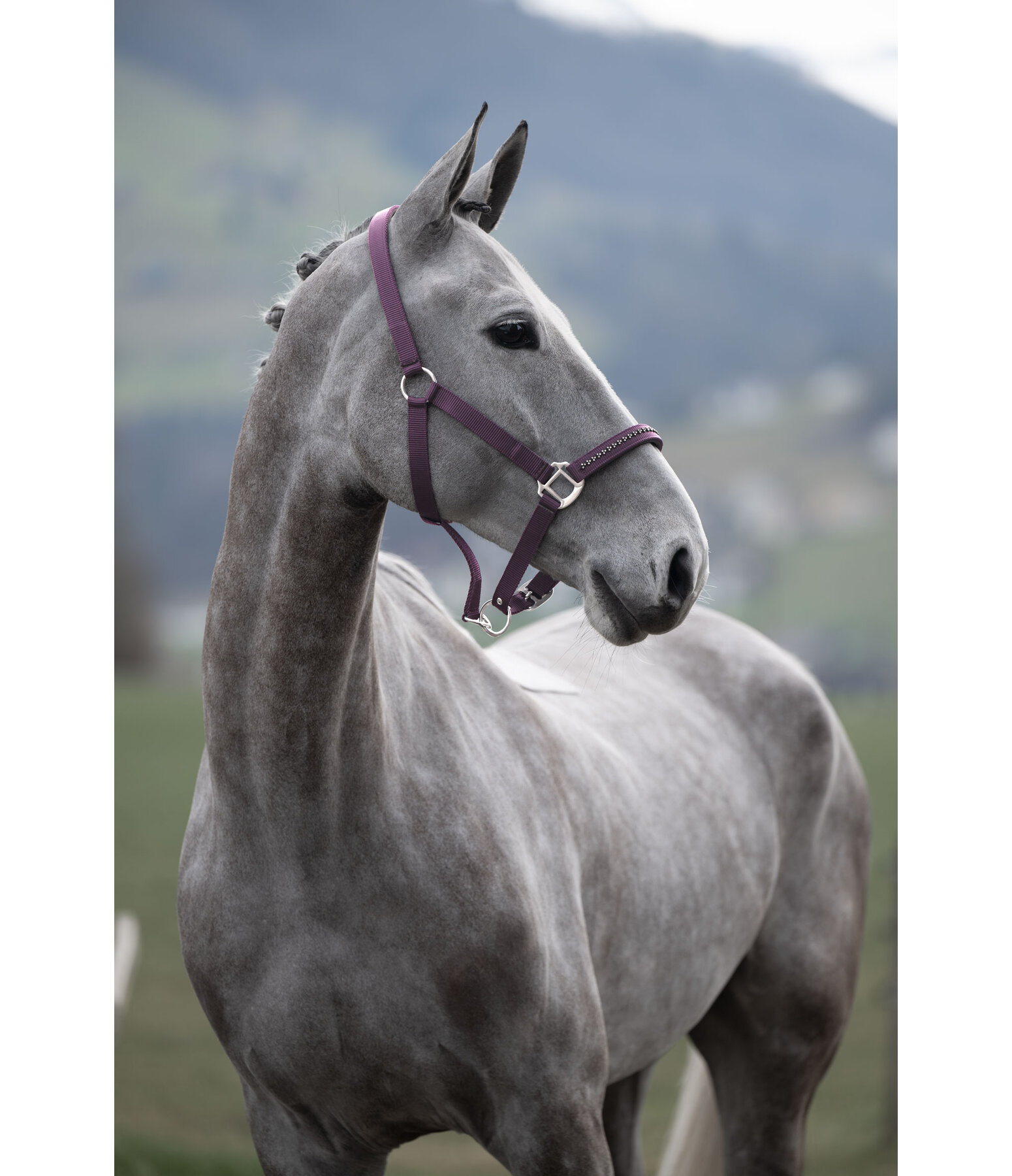 halster Twinkle