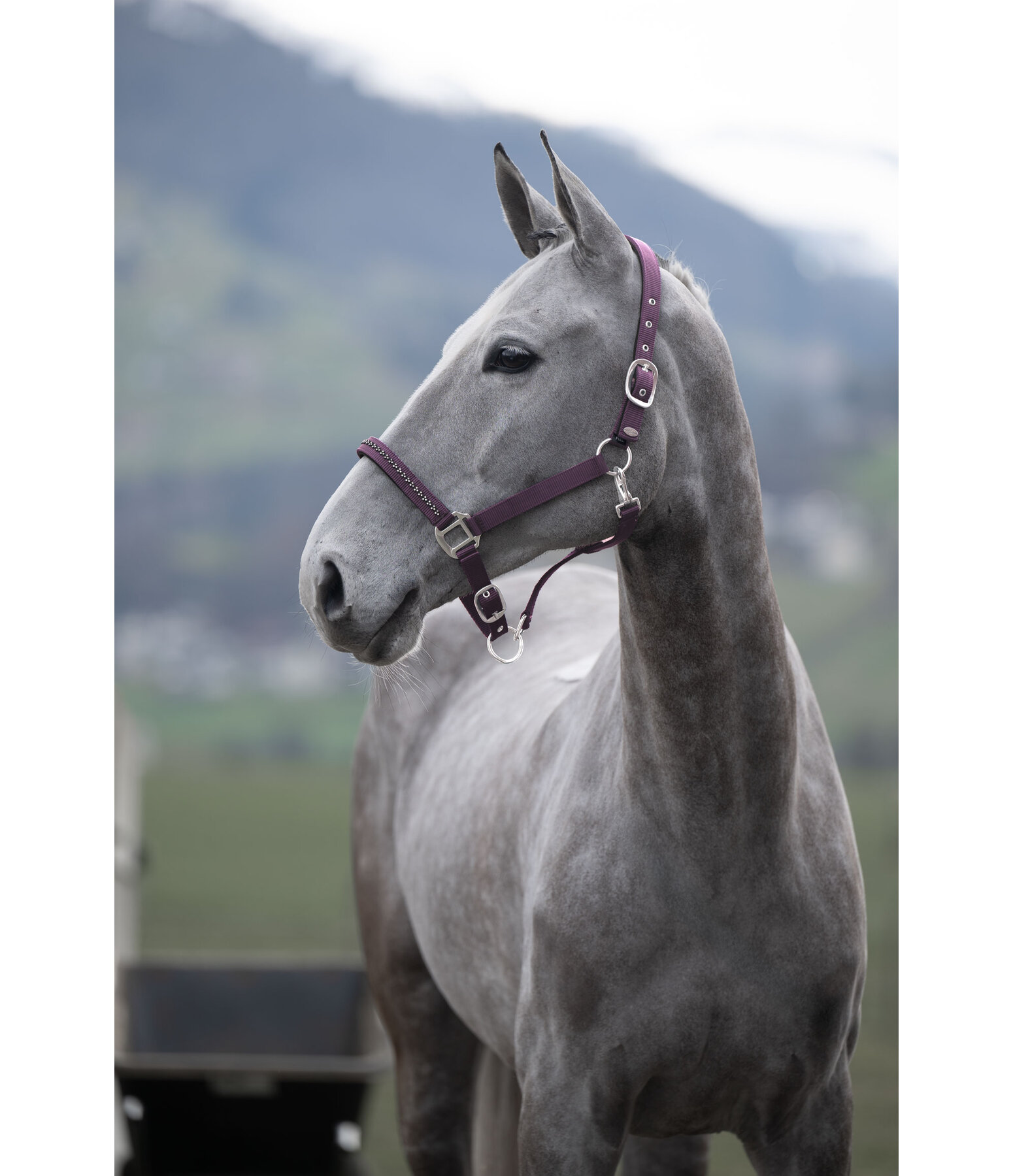 halster Twinkle