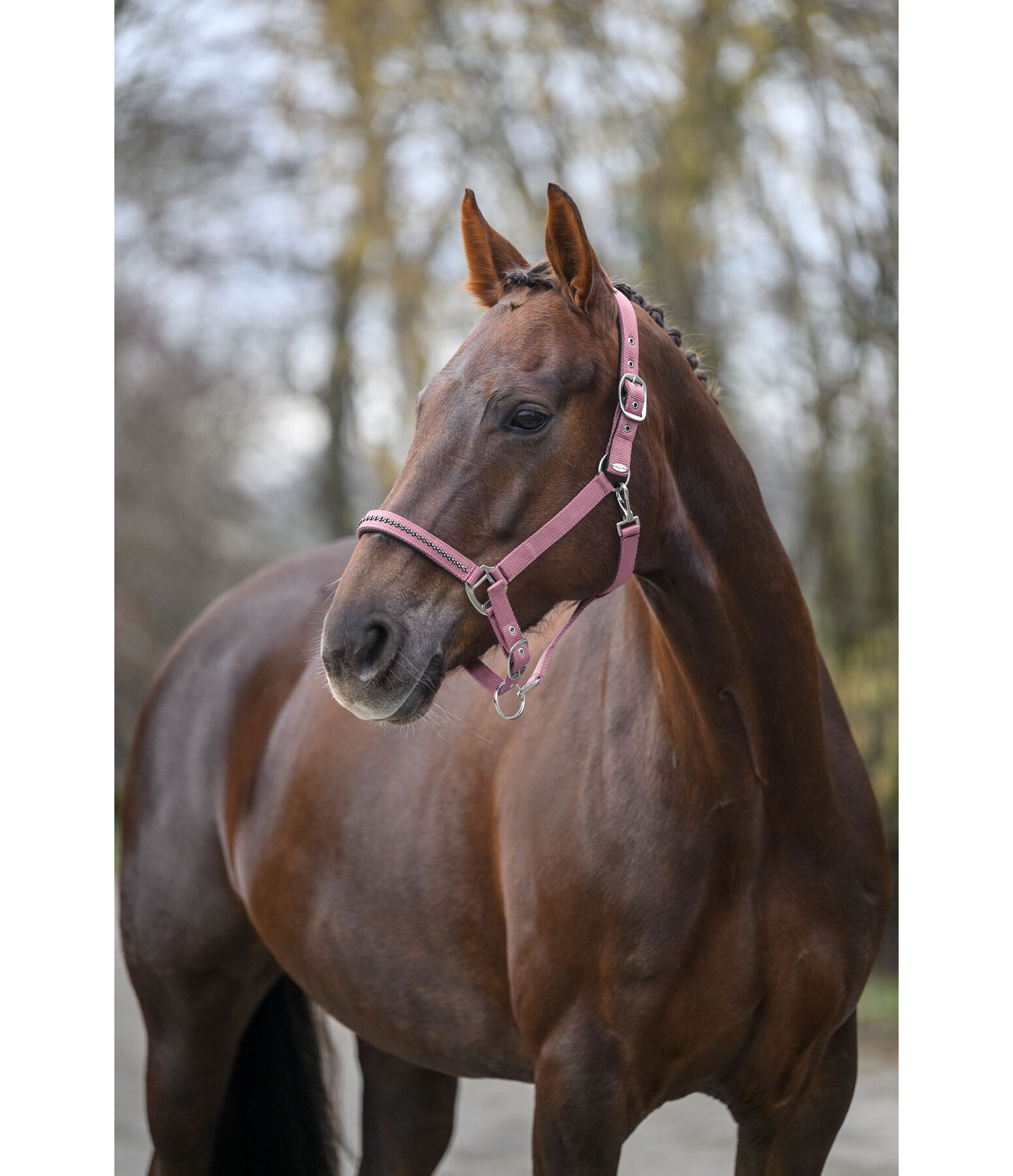 halster Twinkle