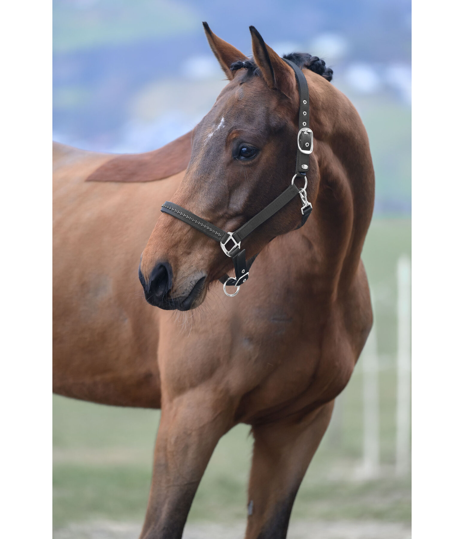 halster Twinkle