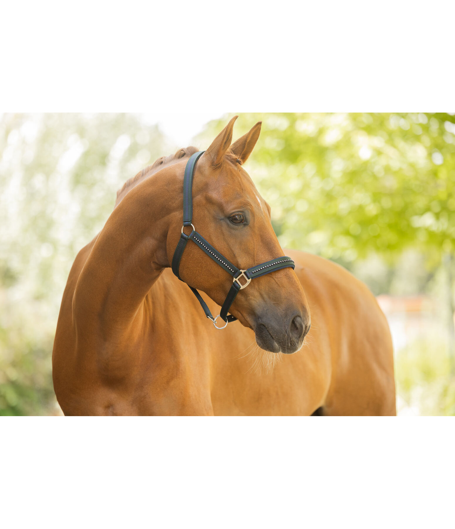 halster Twotone & Crystal