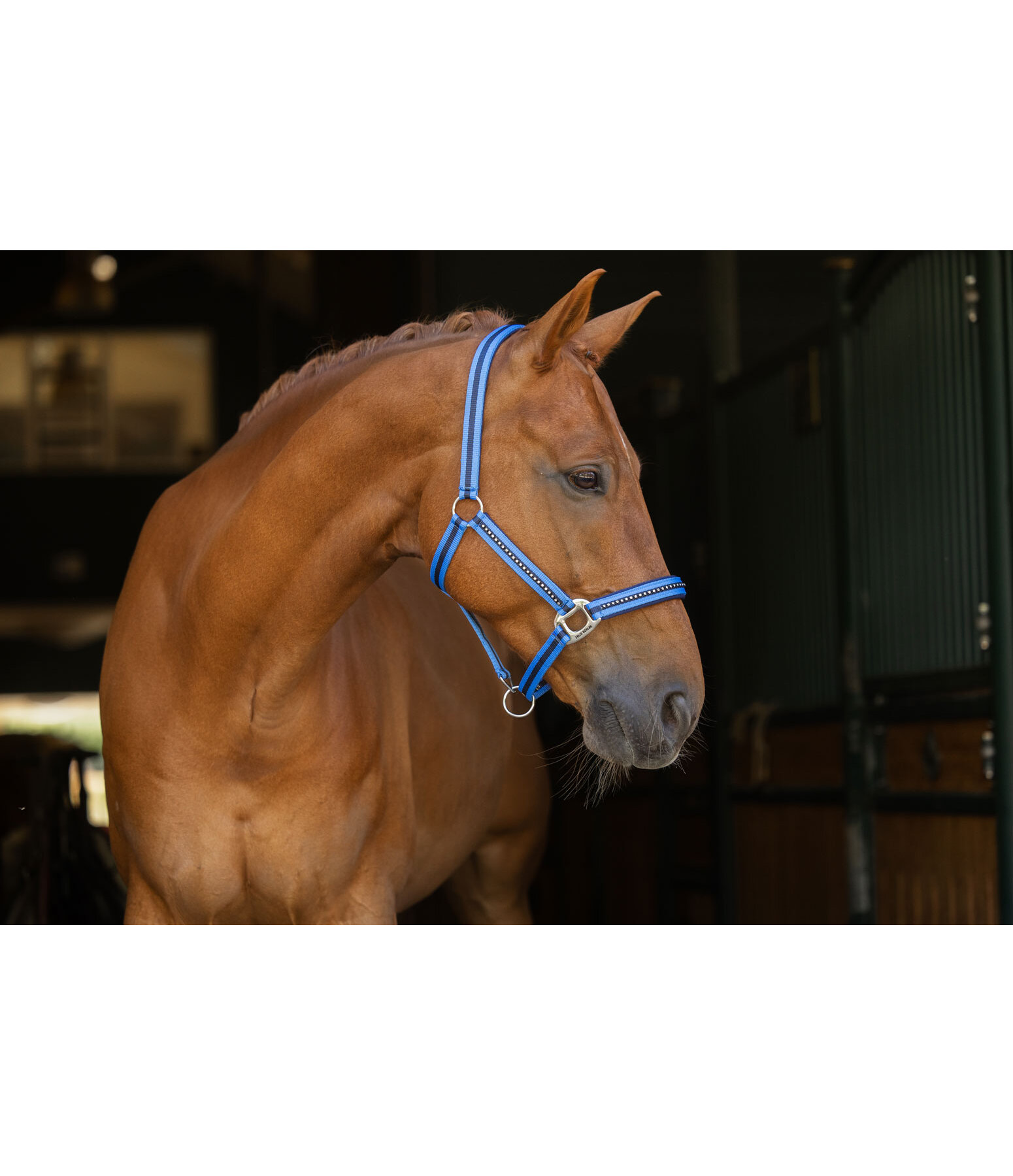 halster Twotone & Crystal