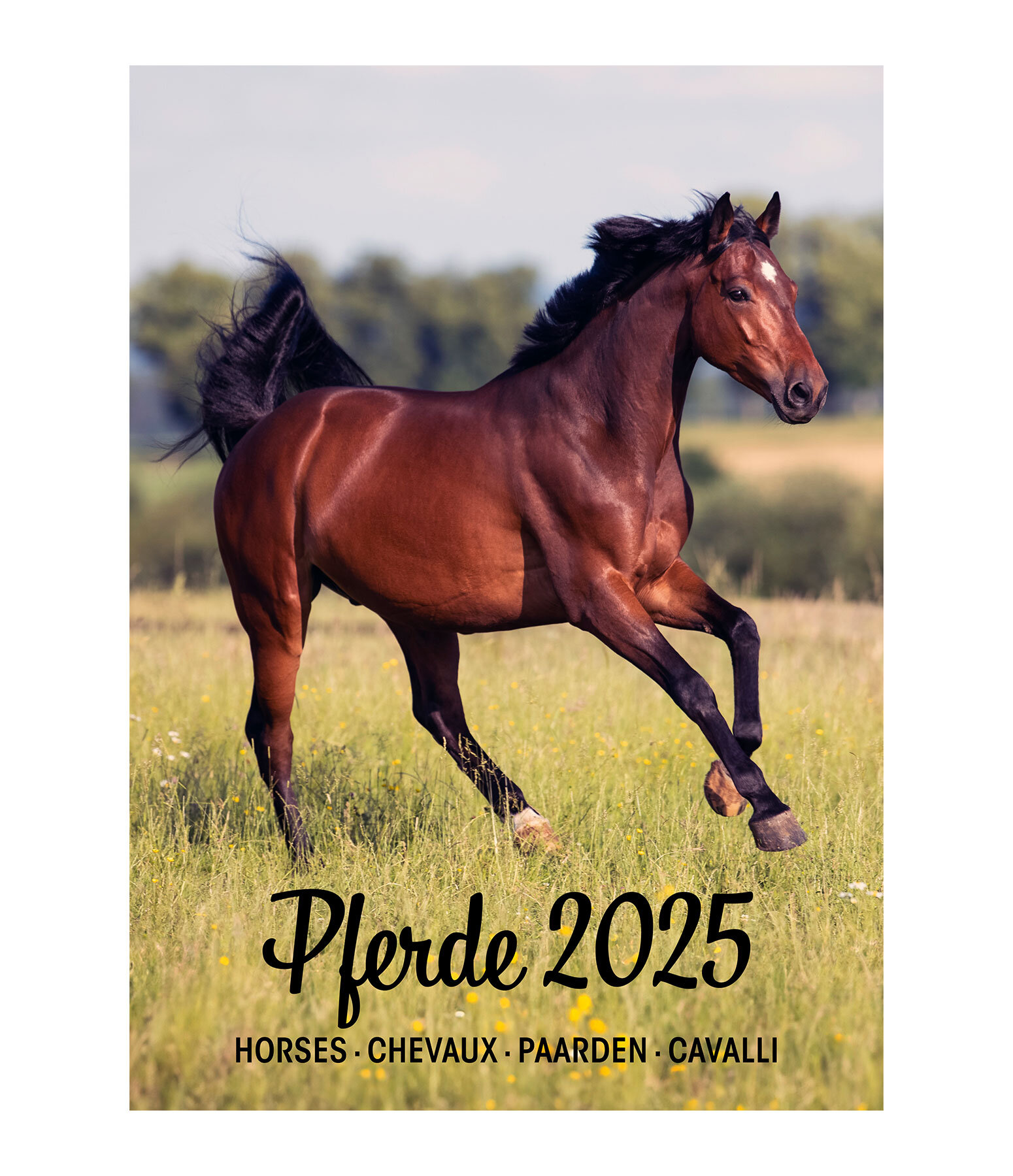 Paardenkalender 2024