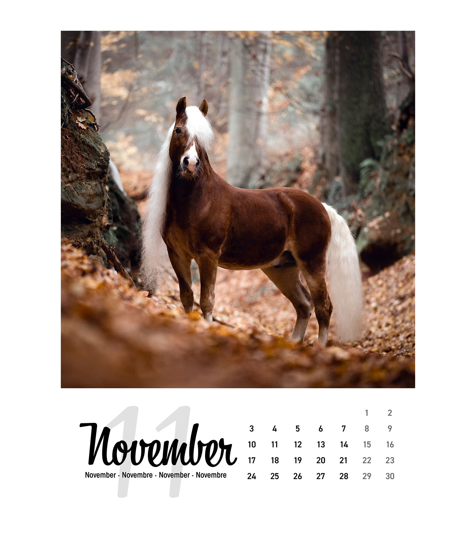 Paardenkalender 2024