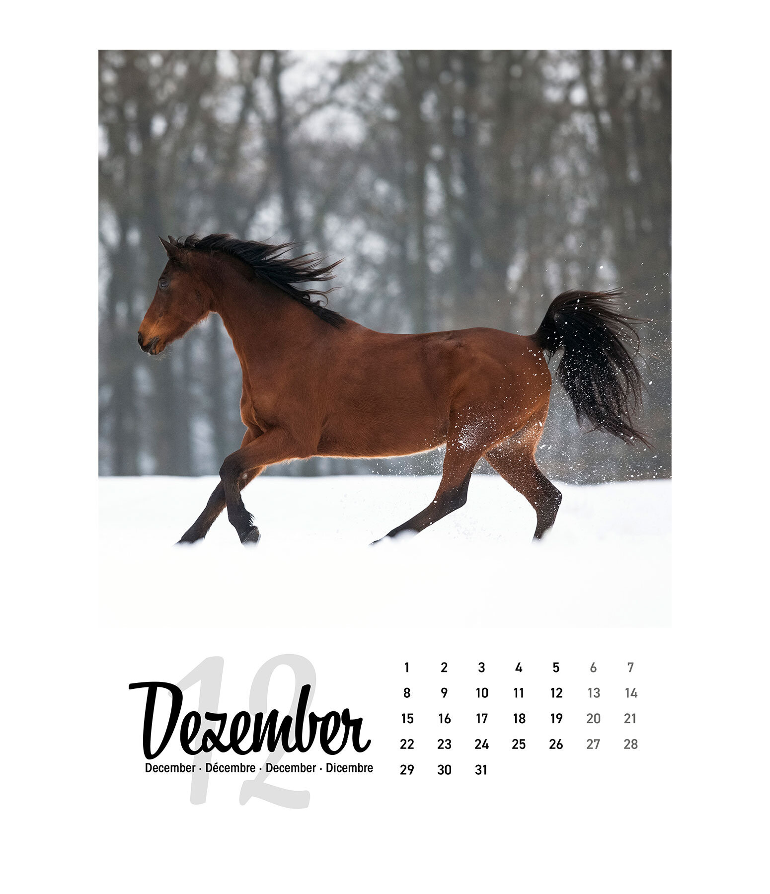 Paardenkalender 2024