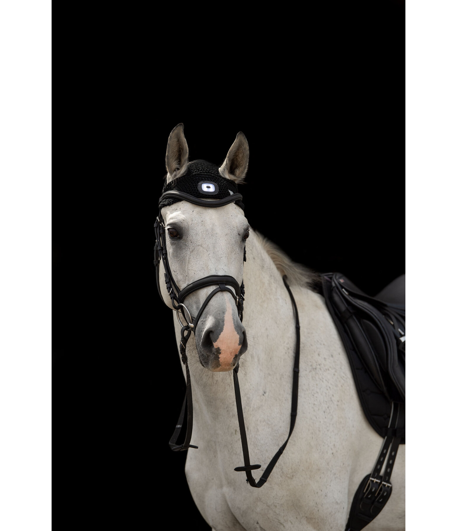 LED hoofdlamp voor paarden