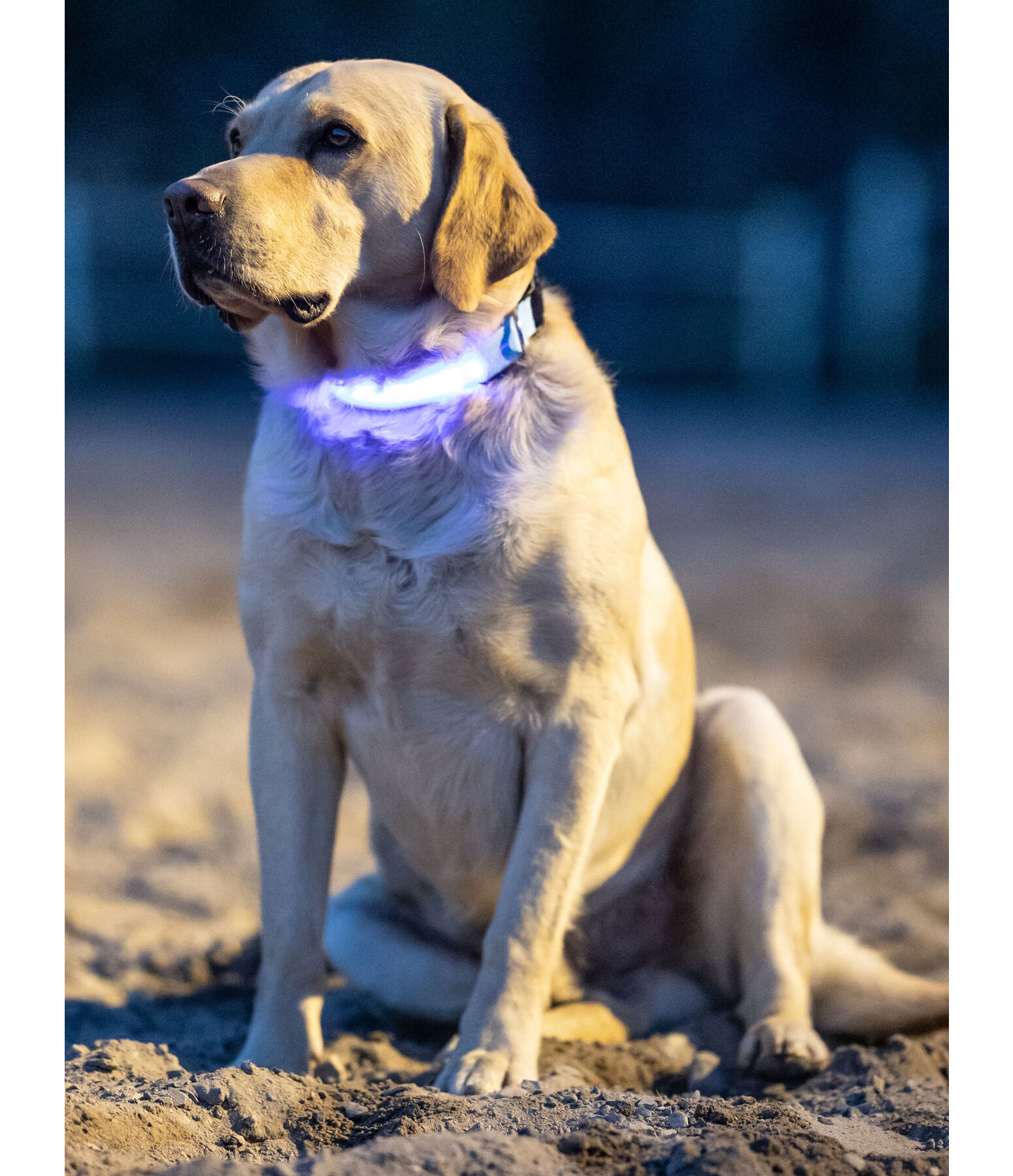 LED hondenhalsband Loom