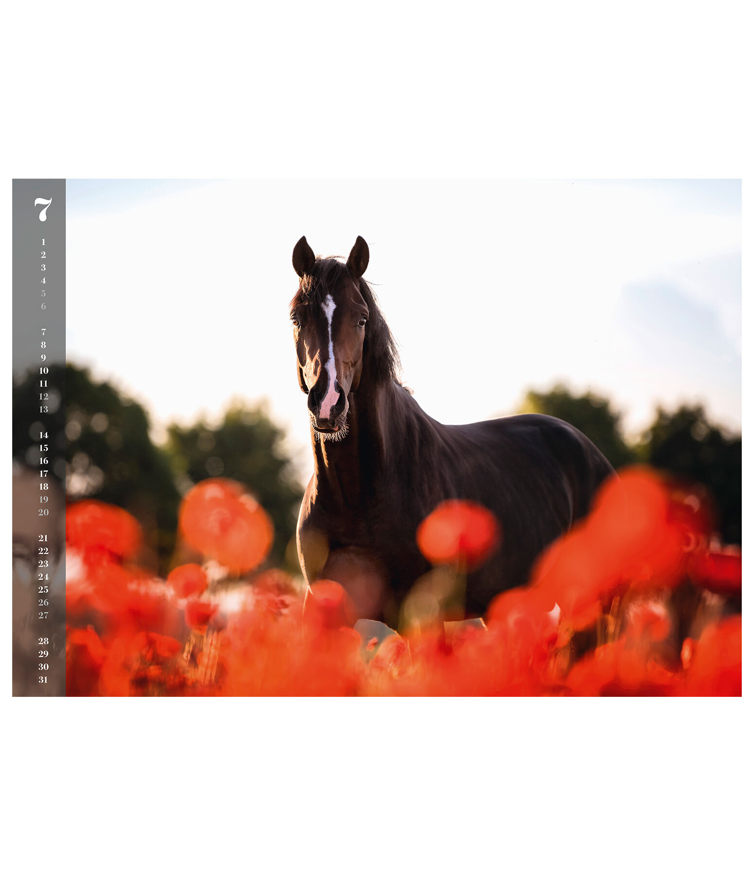 Horses Kalender 2024