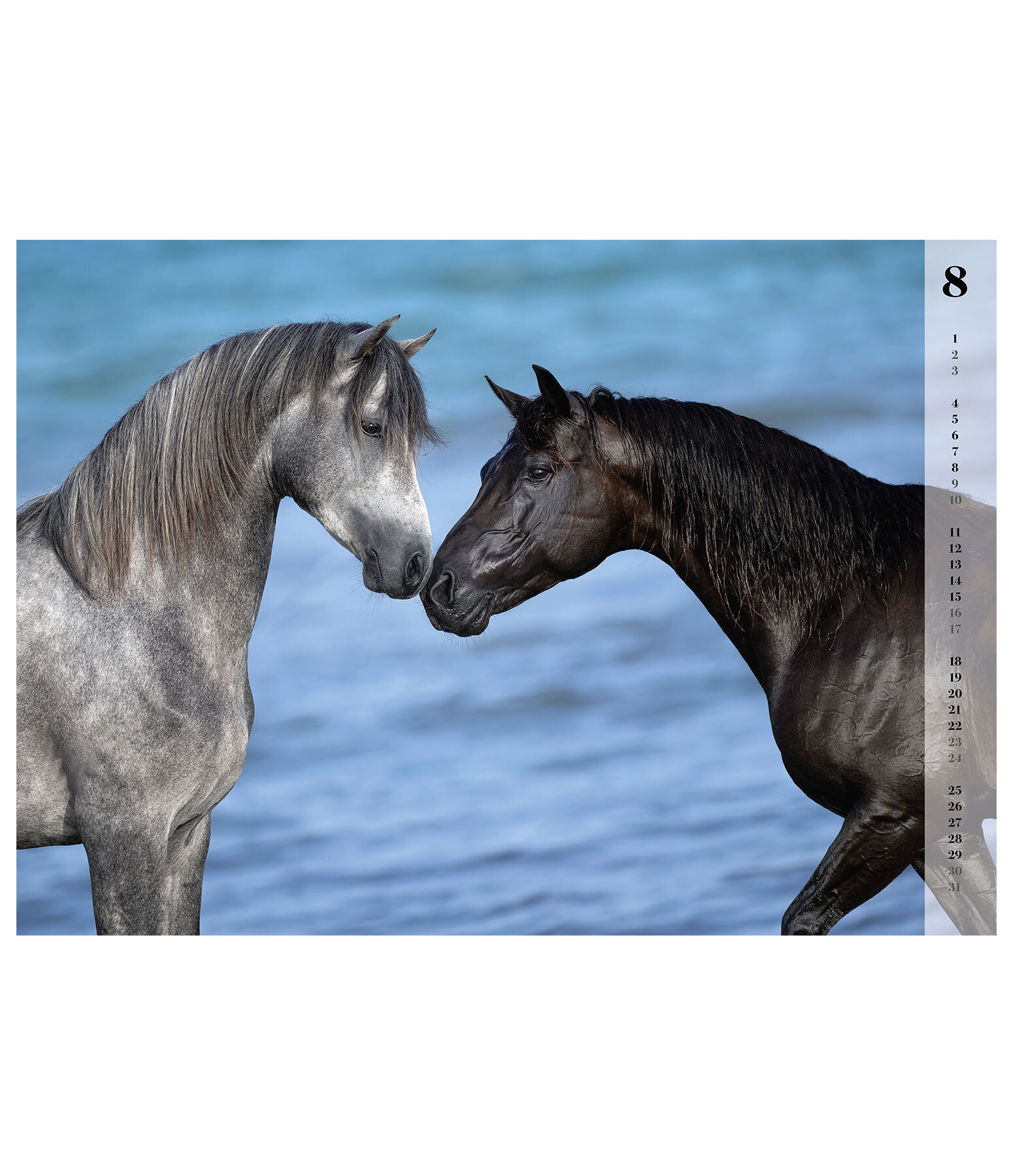 Horses Kalender 2024
