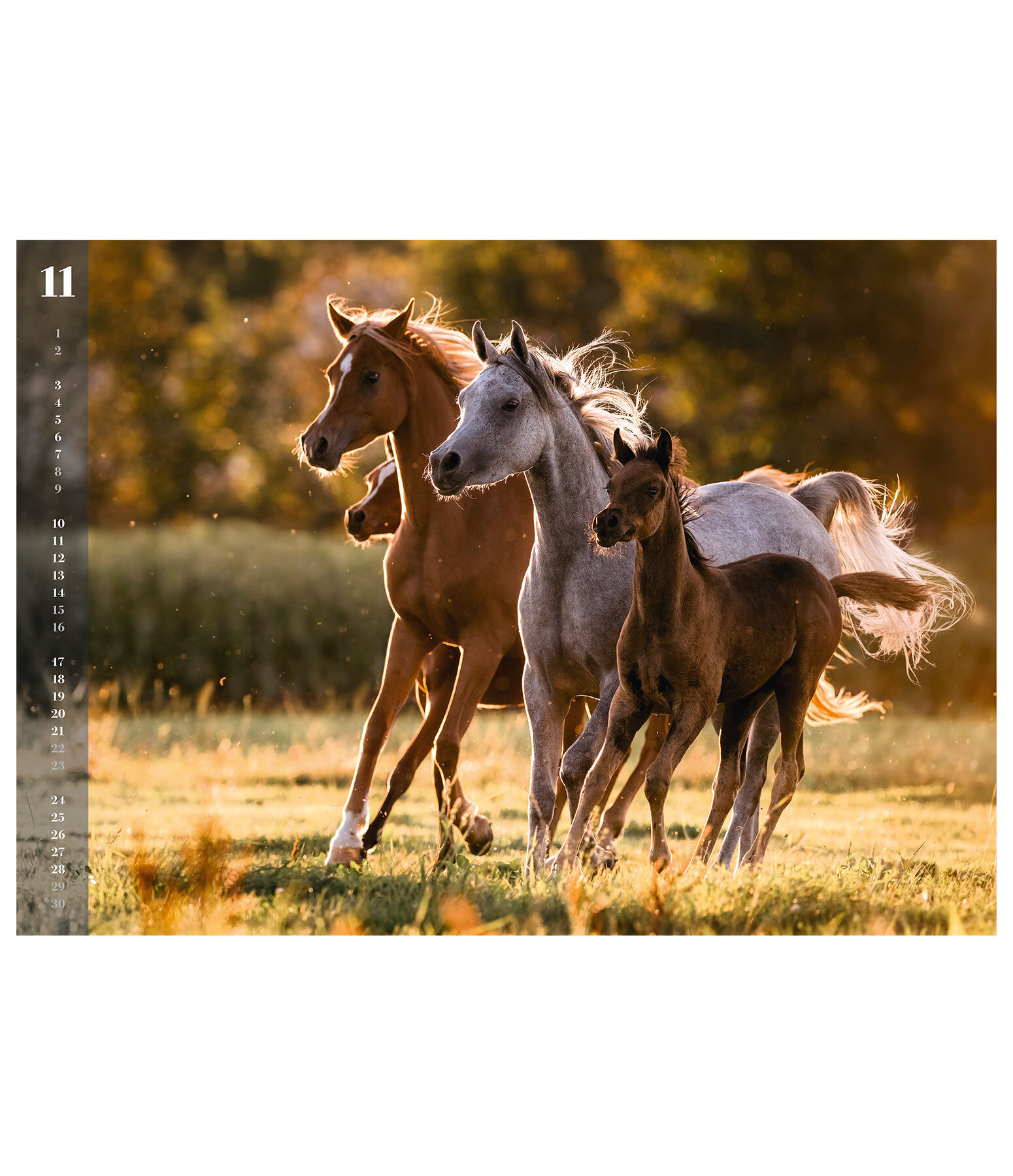 Horses Kalender 2024