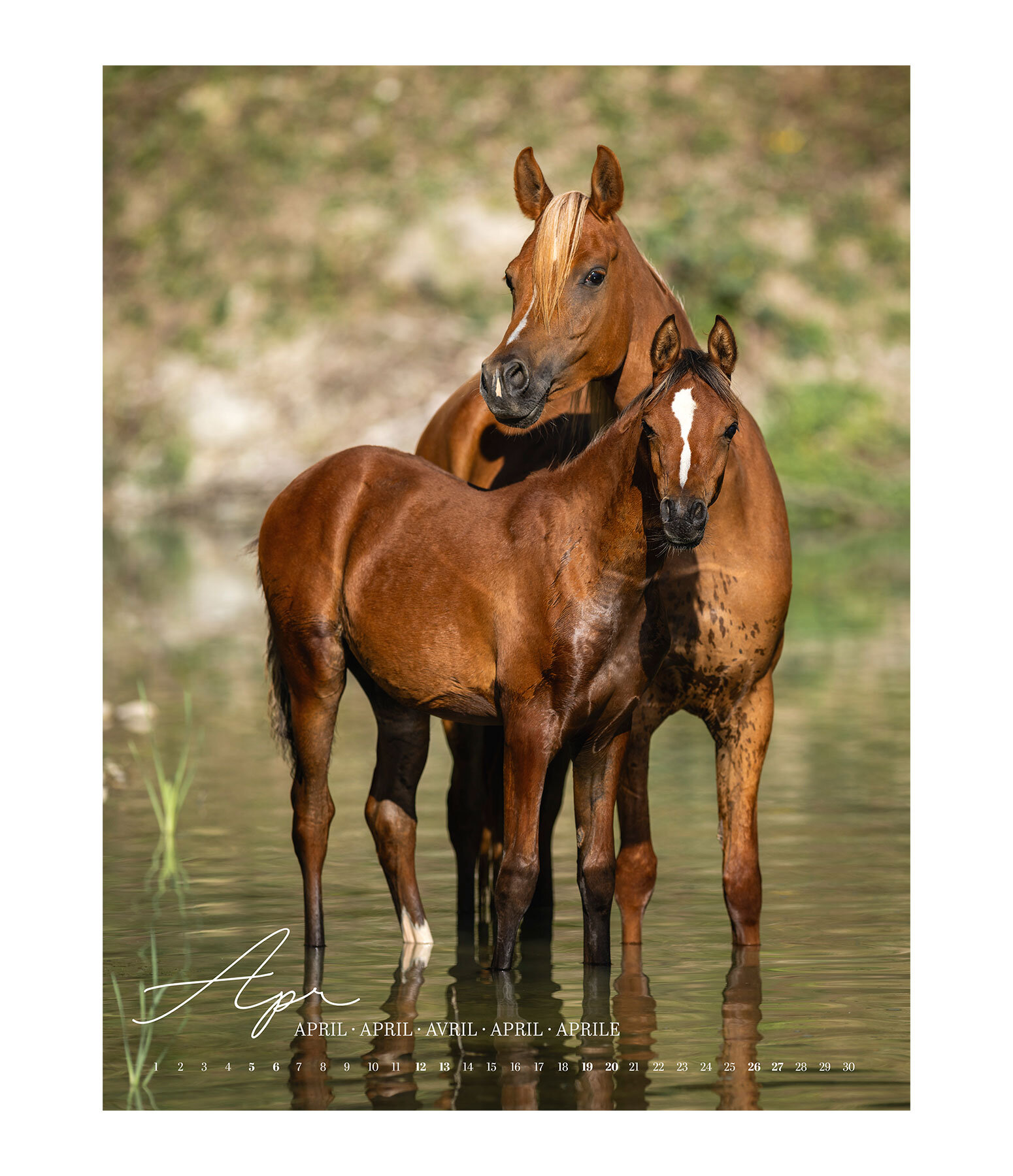 Kalender paardenliefde 2024