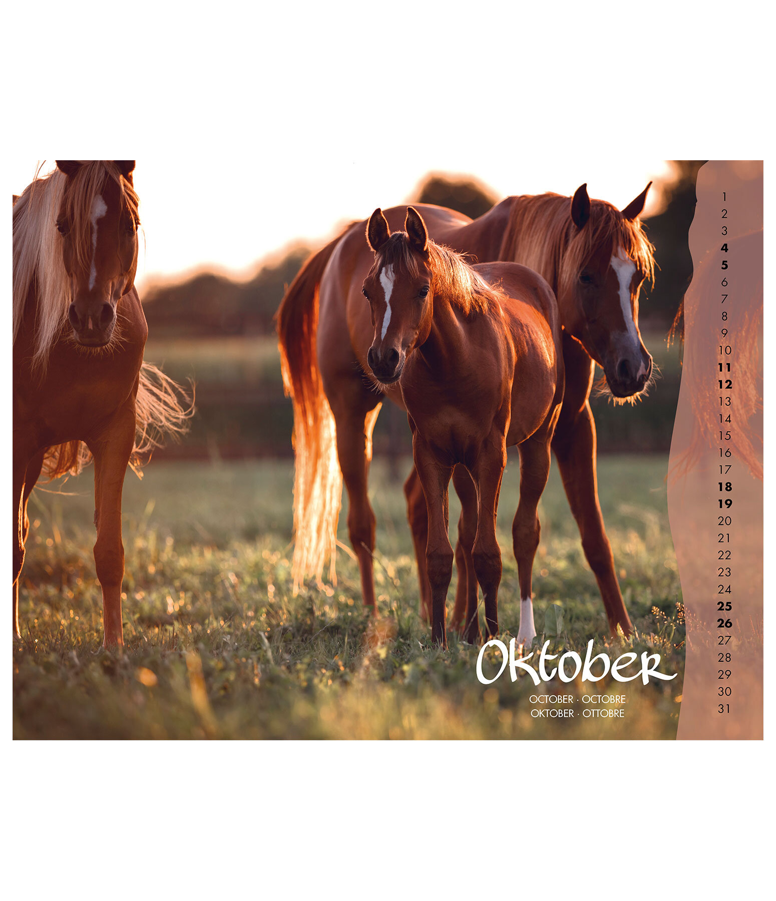 Veulen kalender 2024