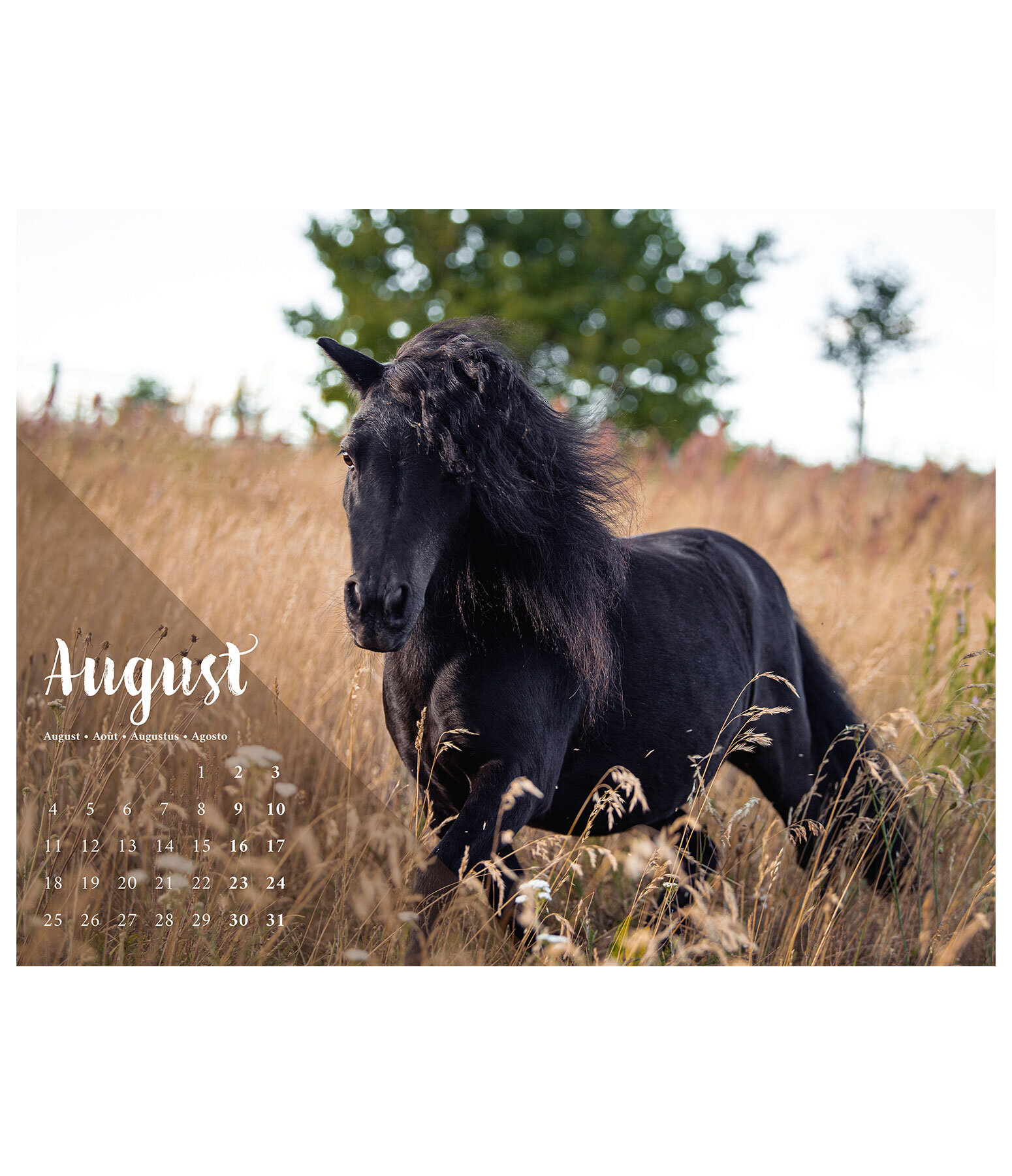 Pony kalender 2024