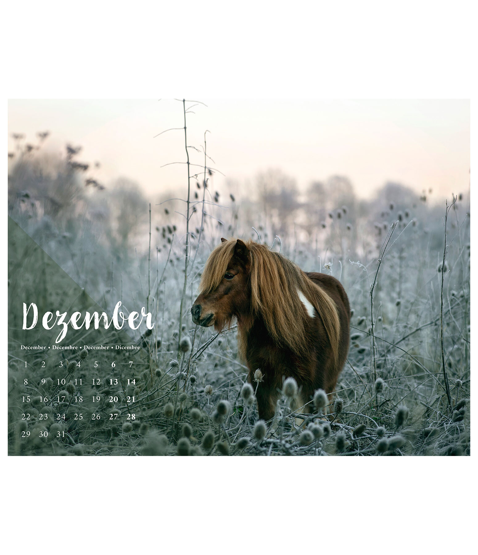 Pony kalender 2024