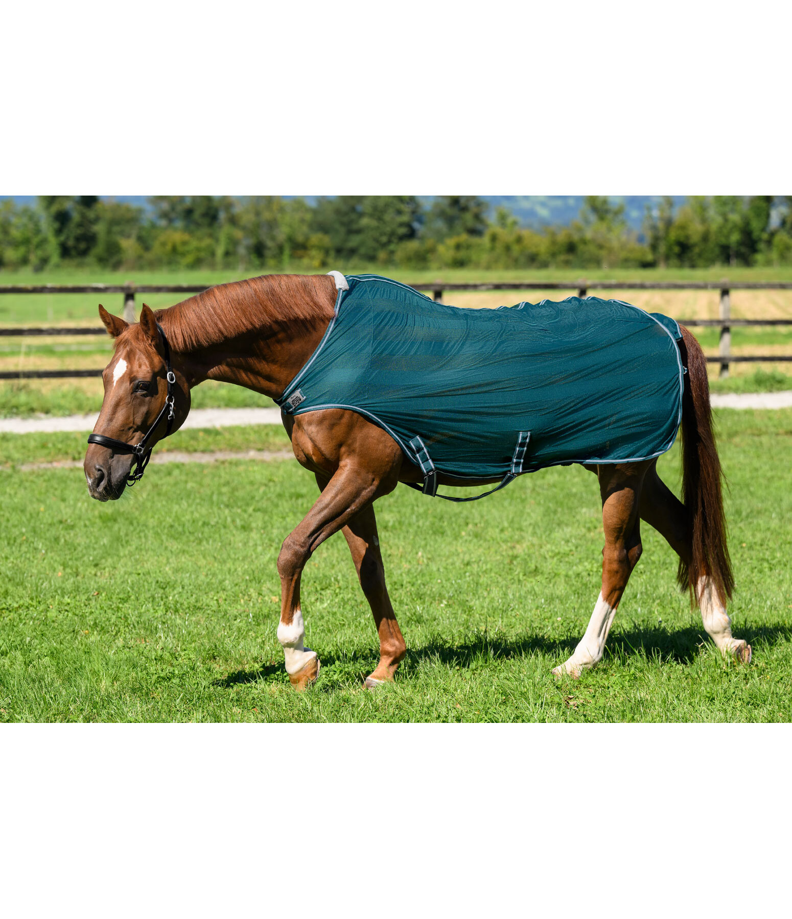 vliegenbeschermende Walker Economy Light