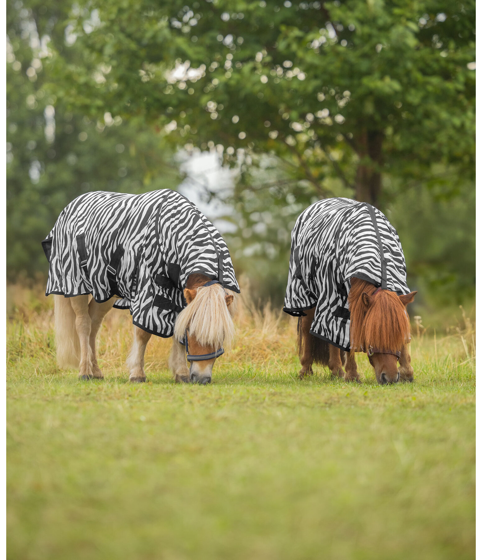 zebra vliegendeken Combo