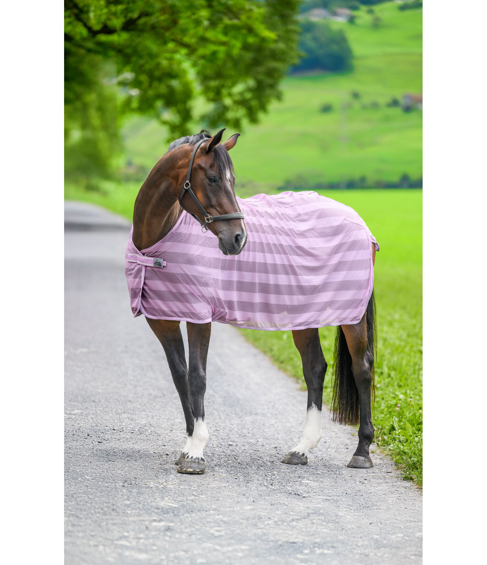 vliegendeken Economy Light