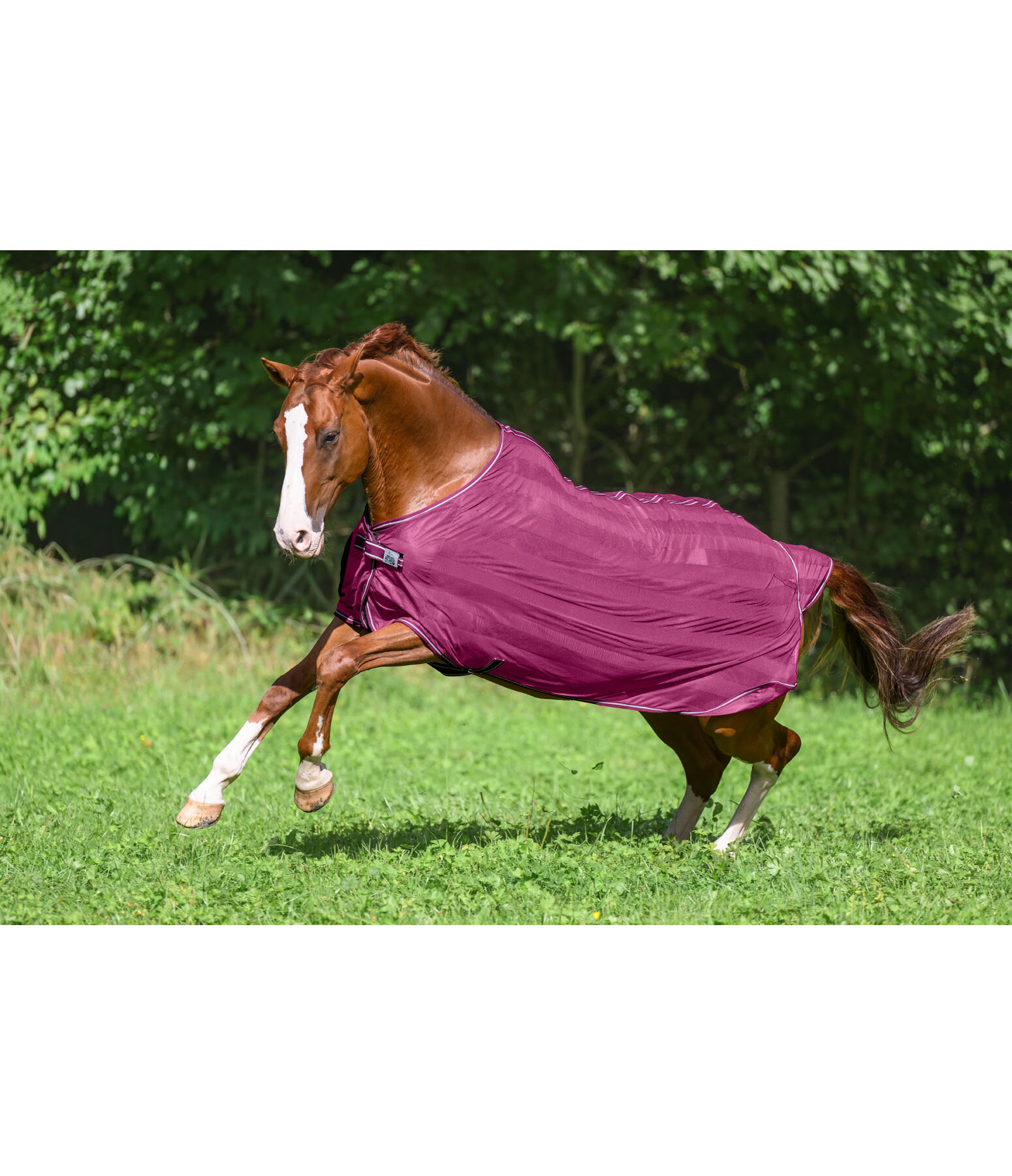 vliegendeken Economy Light