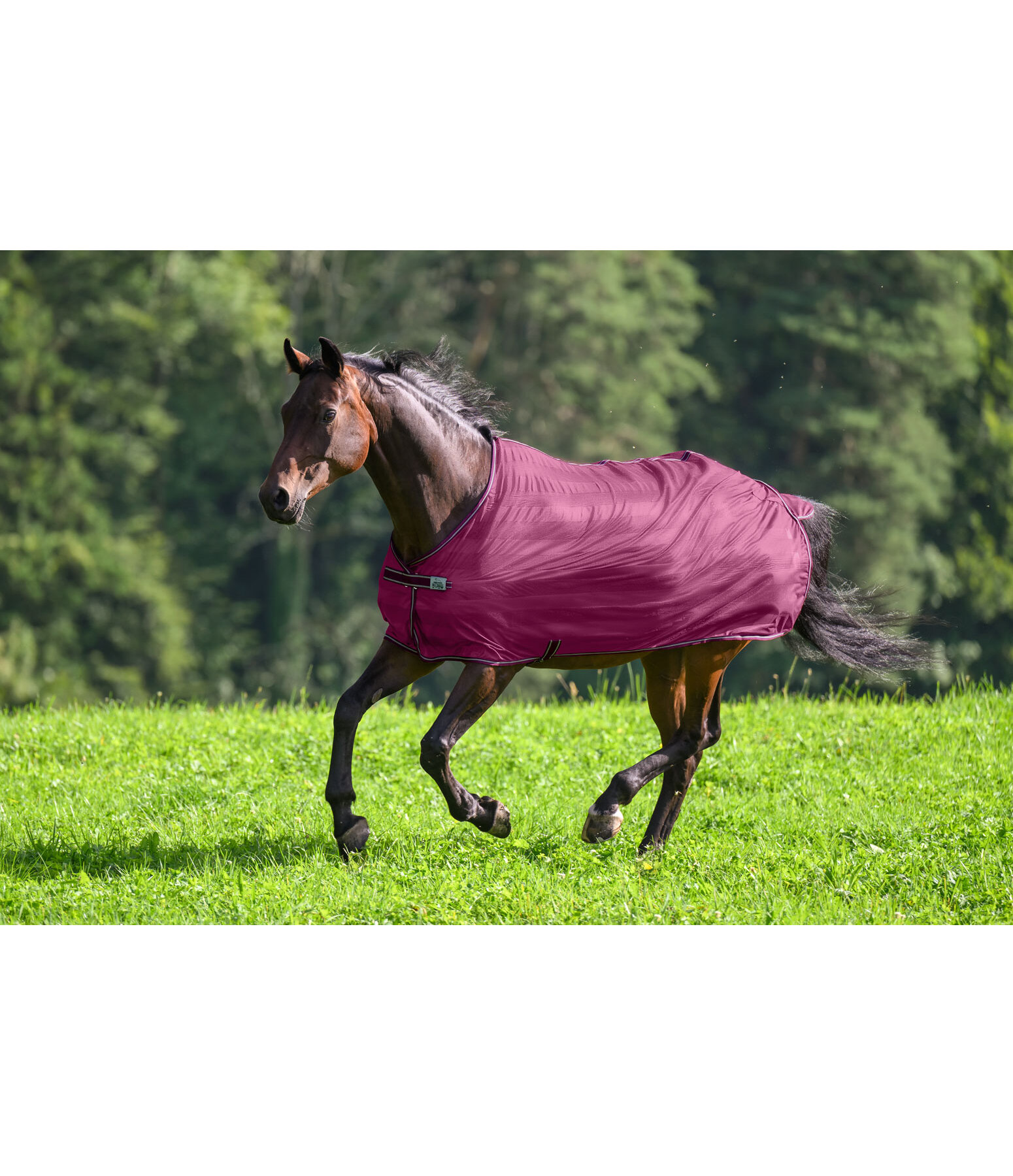 vliegendeken Economy Light