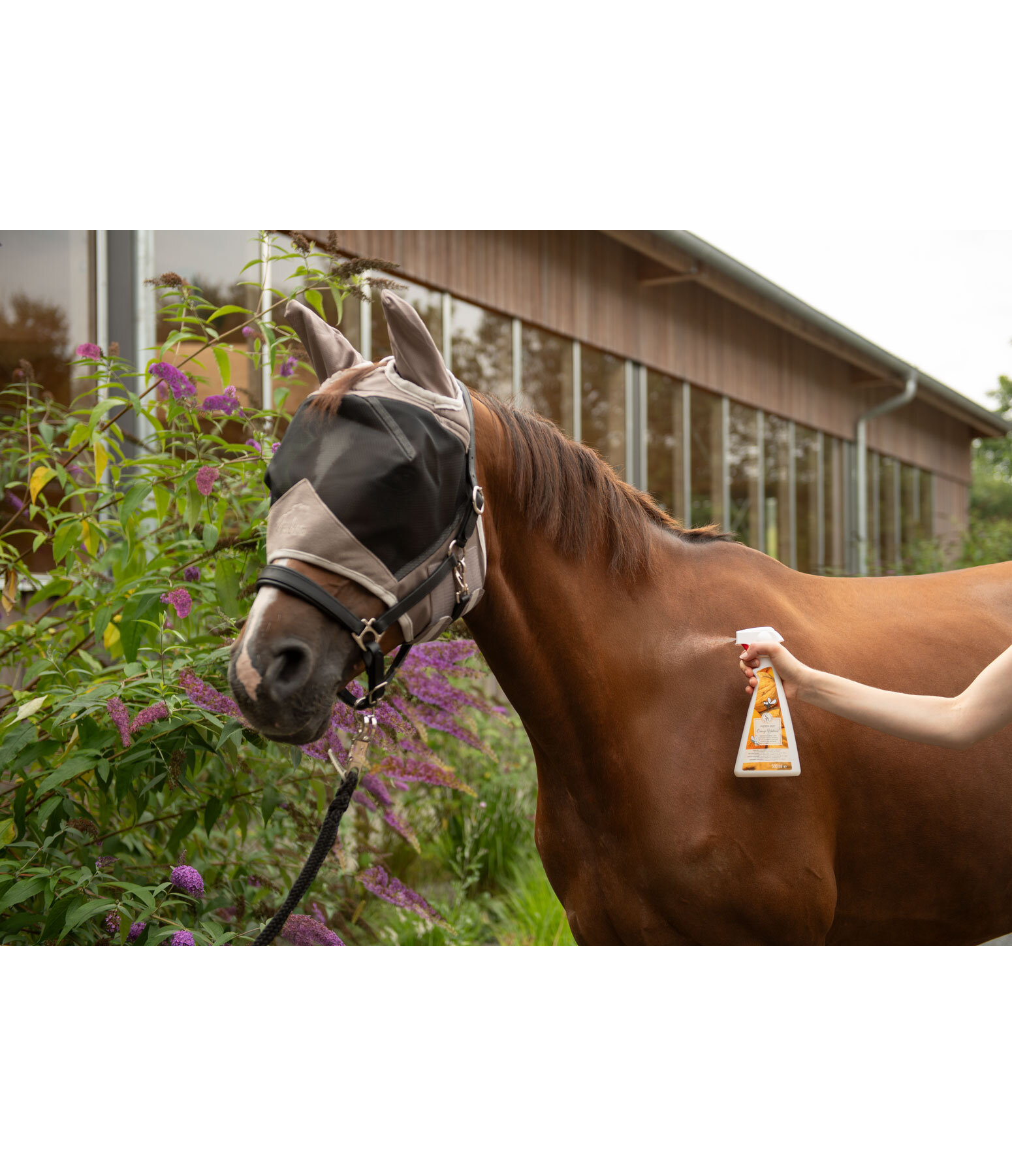 paarden deodorant sinaasappel-walnoot