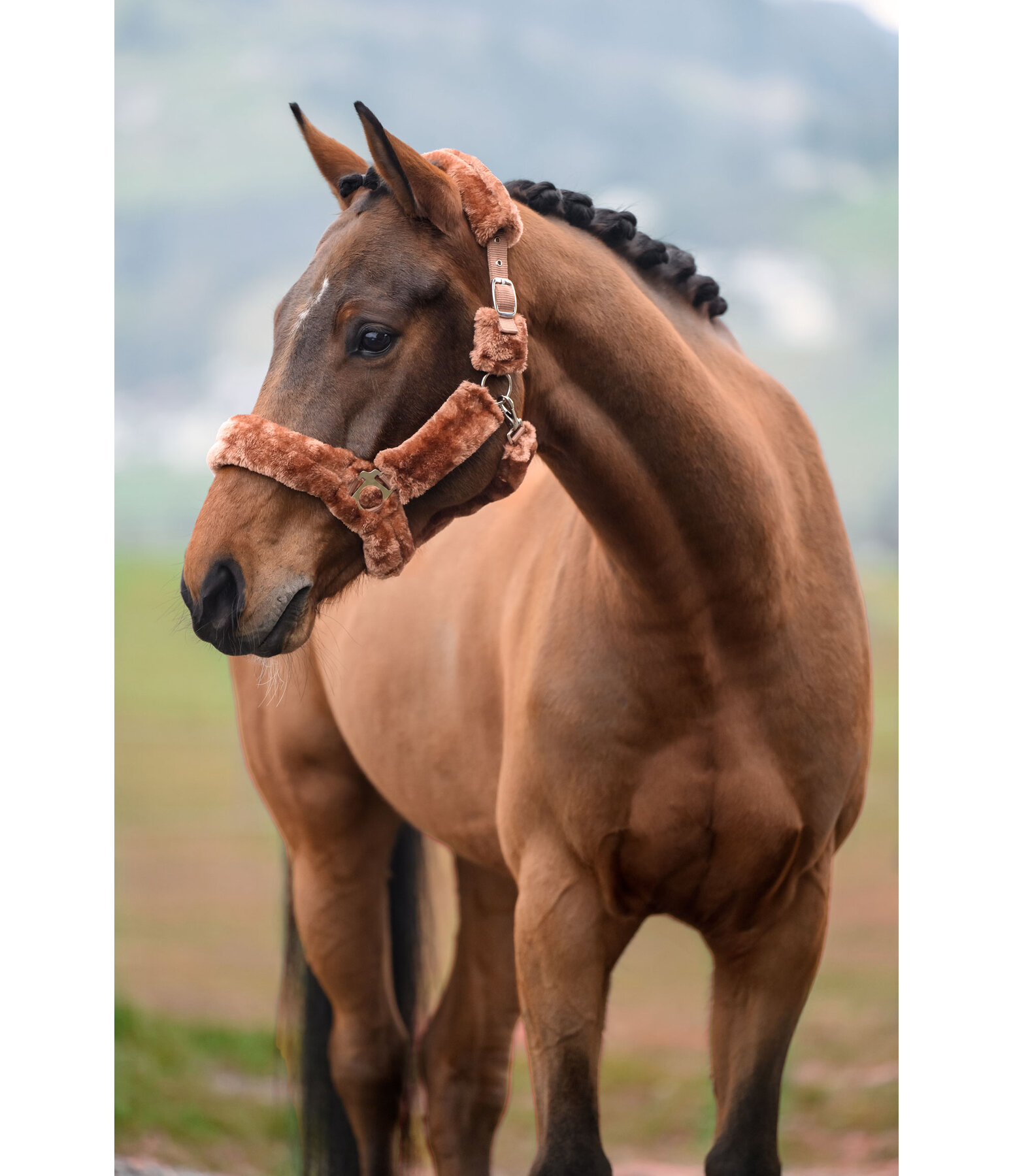 teddyfleece halster Protection