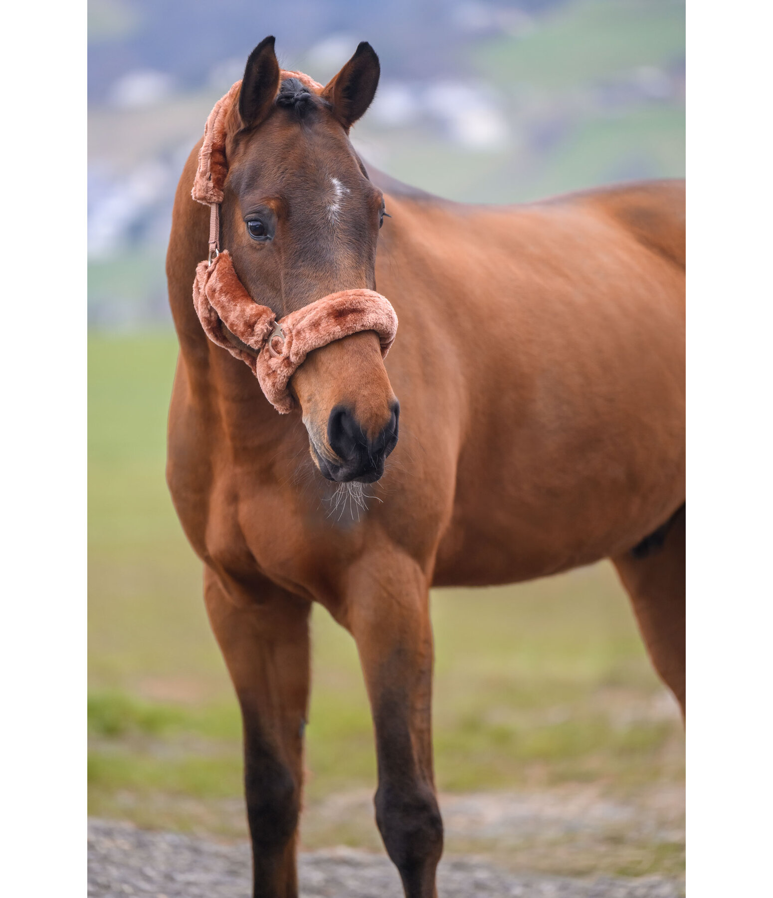 teddyfleece halster Protection