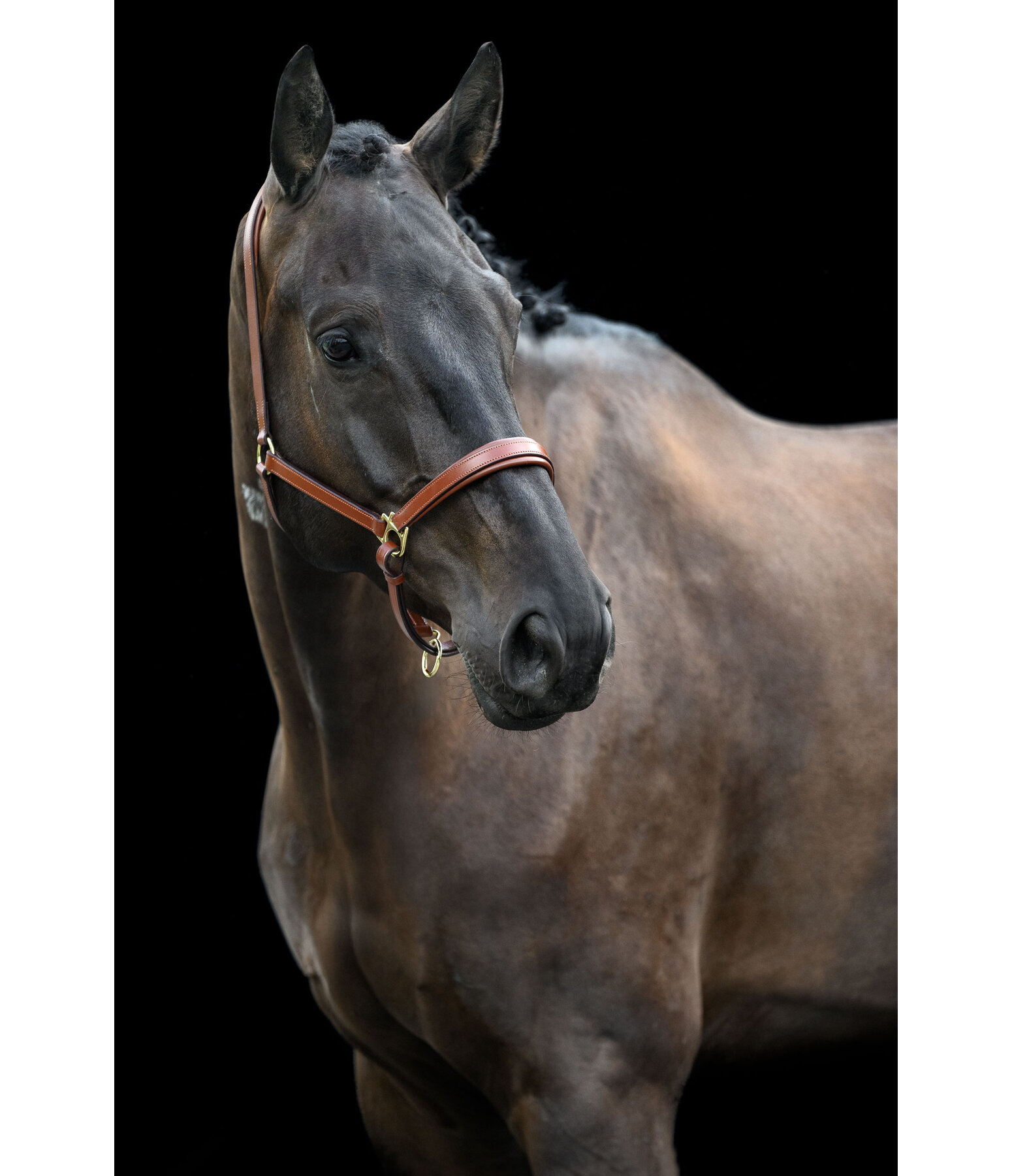 lederen halster Siri