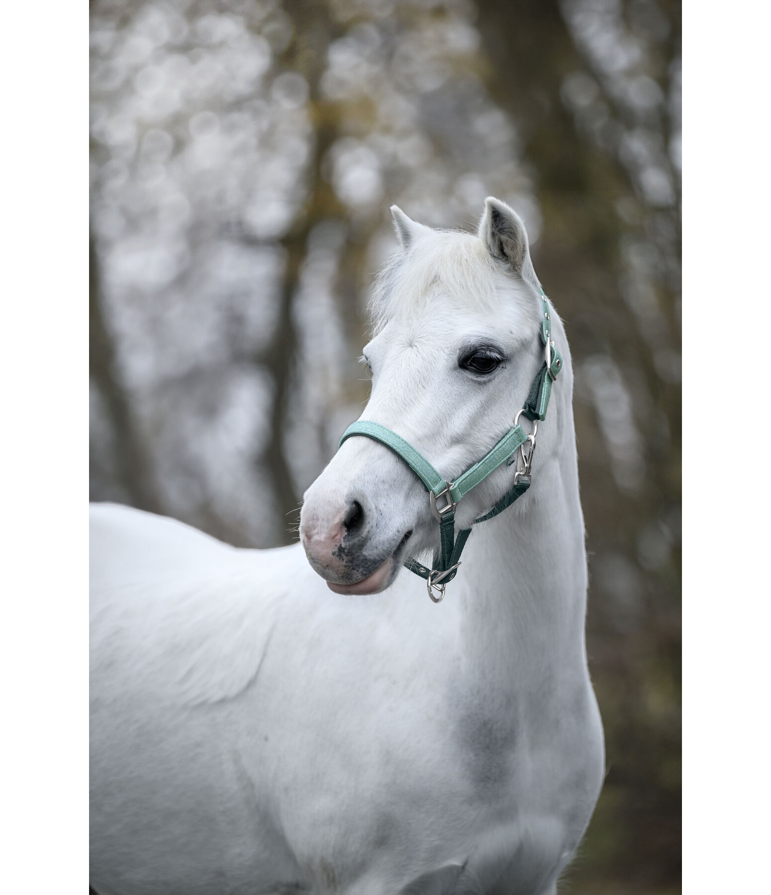 veulen en shetty halster Twinkle